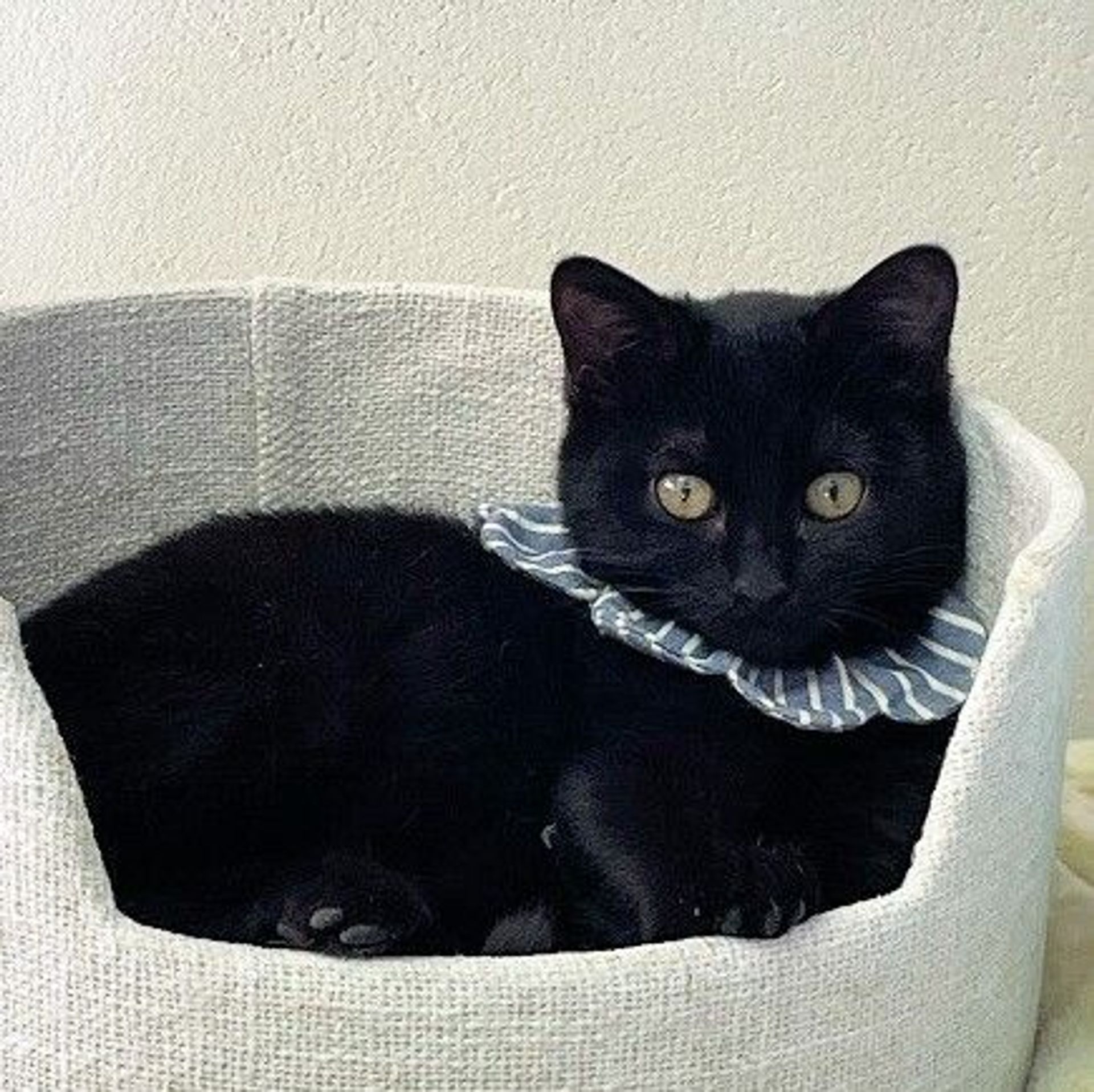 雑種（ミックス猫）・メスの里親募集の写真