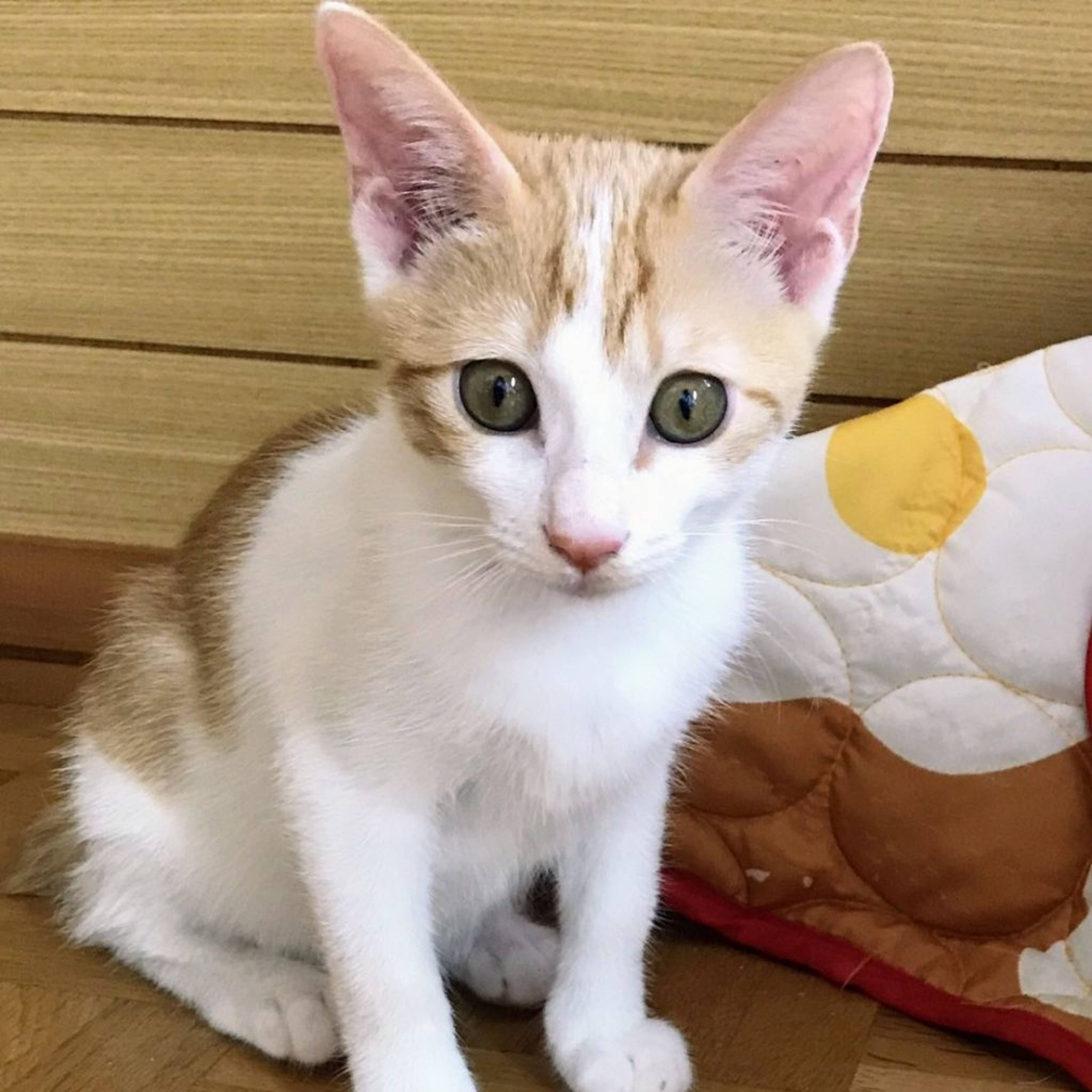 雑種（ミックス猫）・メスの里親募集の写真