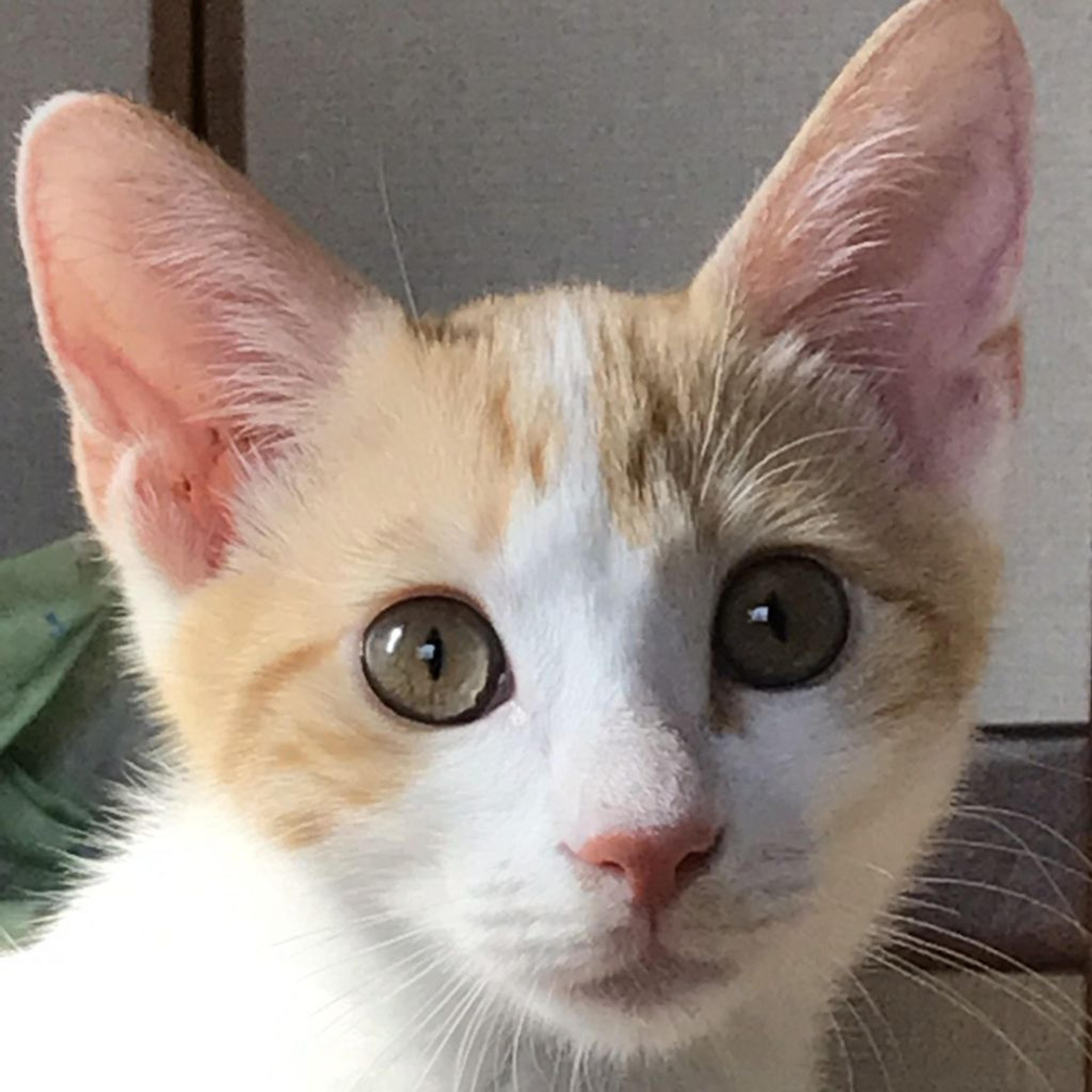 pet-image-2