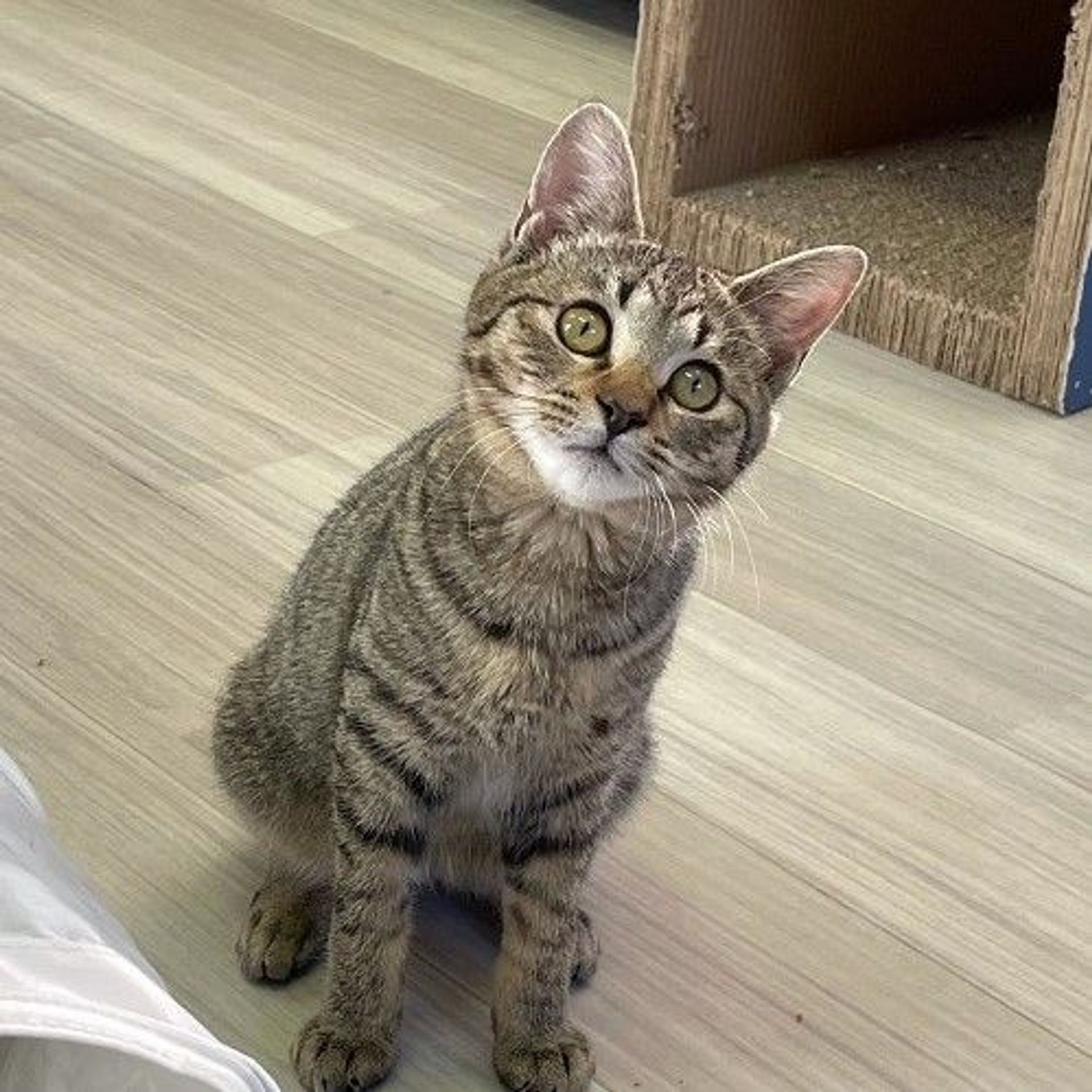 雑種（ミックス猫）・オスの里親募集の写真