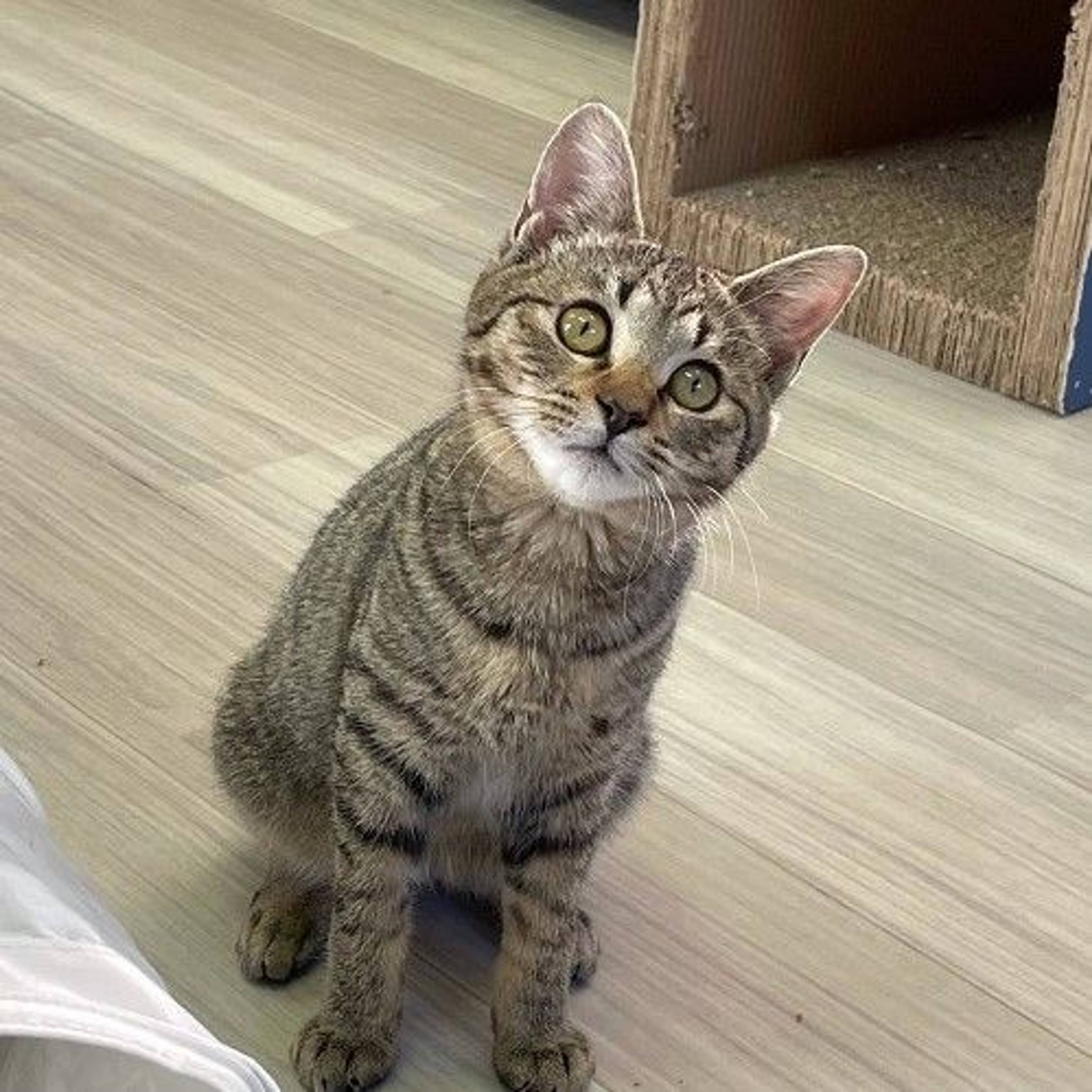 雑種（ミックス猫）・オスの里親募集の写真