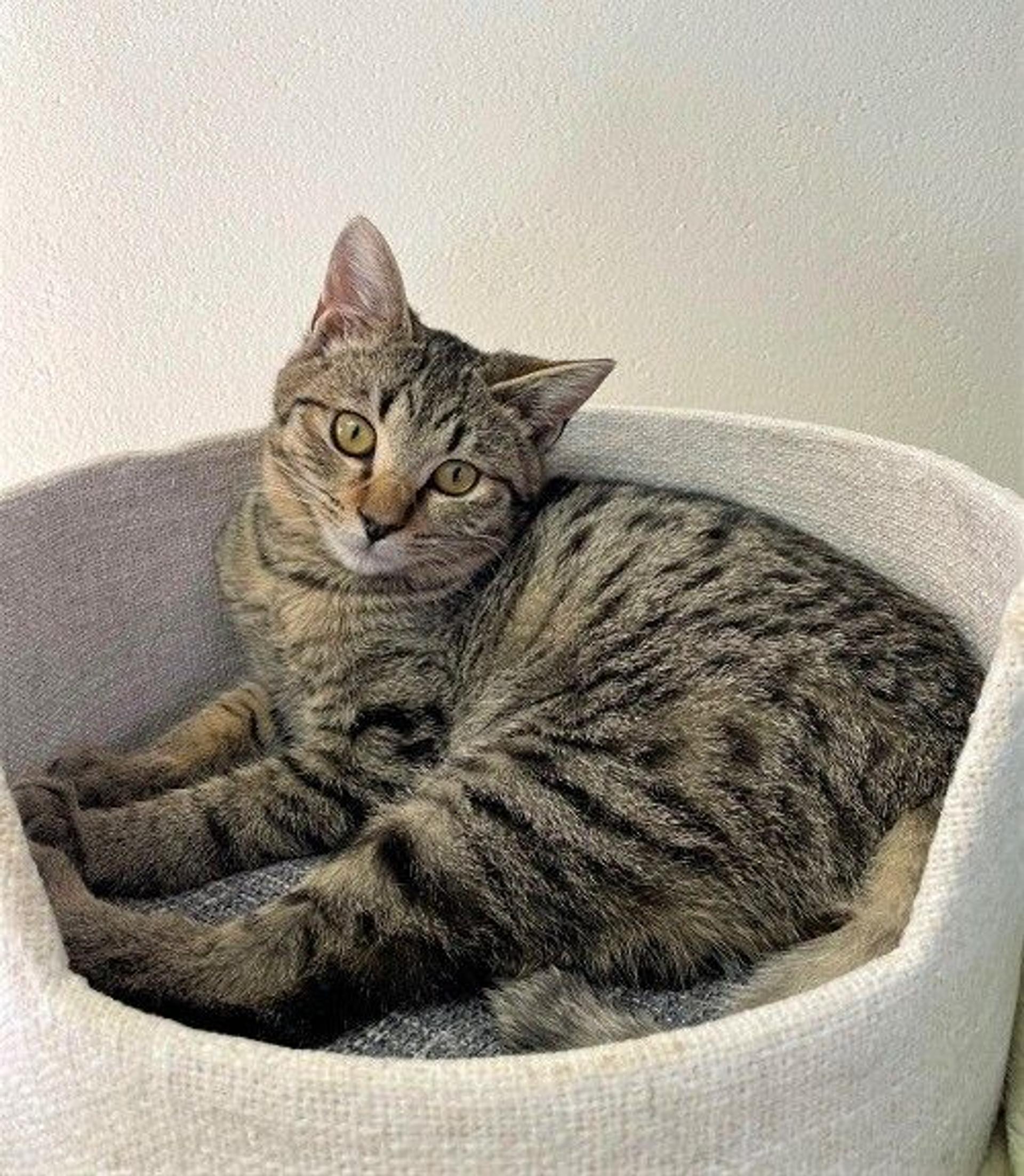 pet-image-5