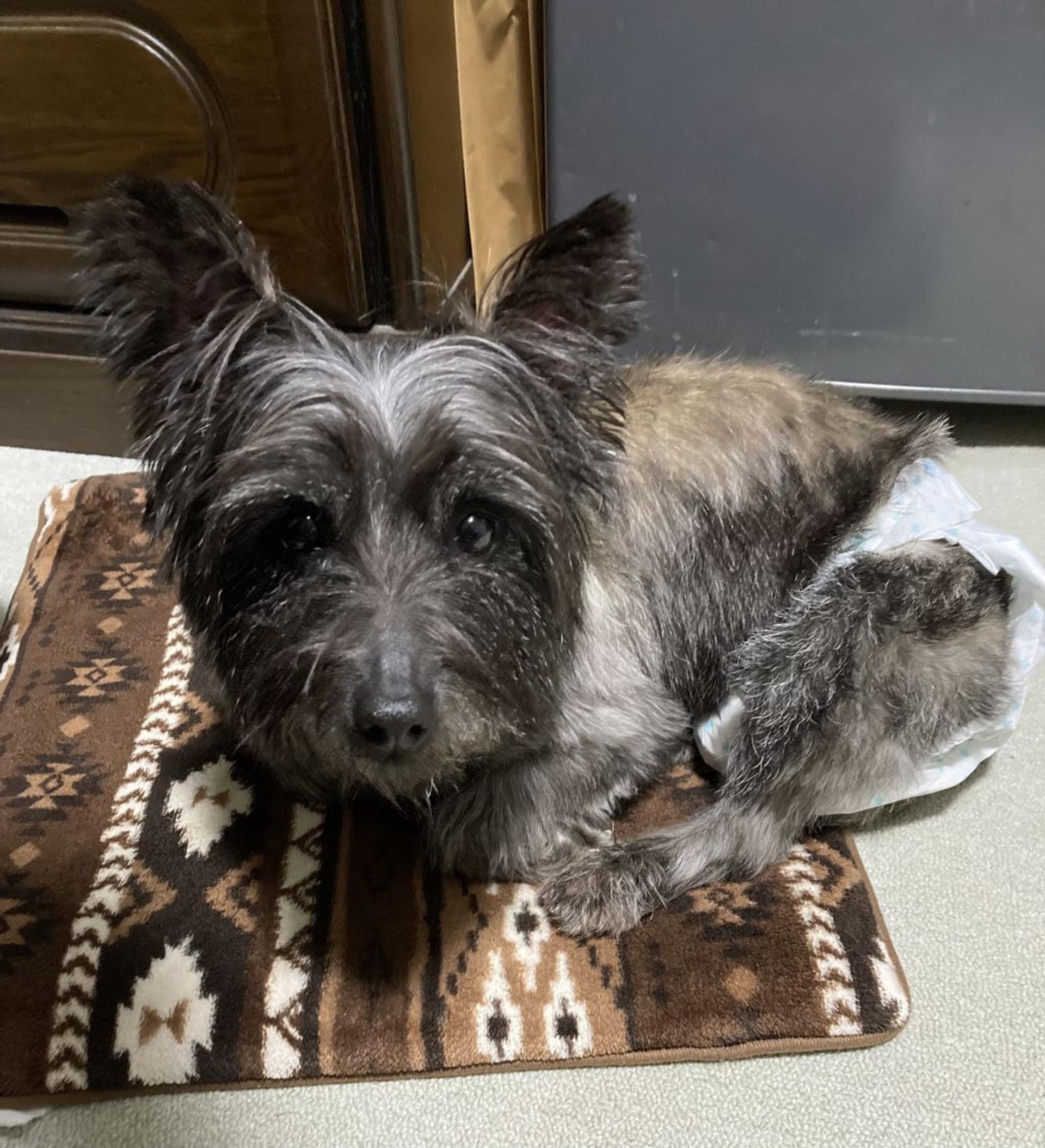 pet-image-5