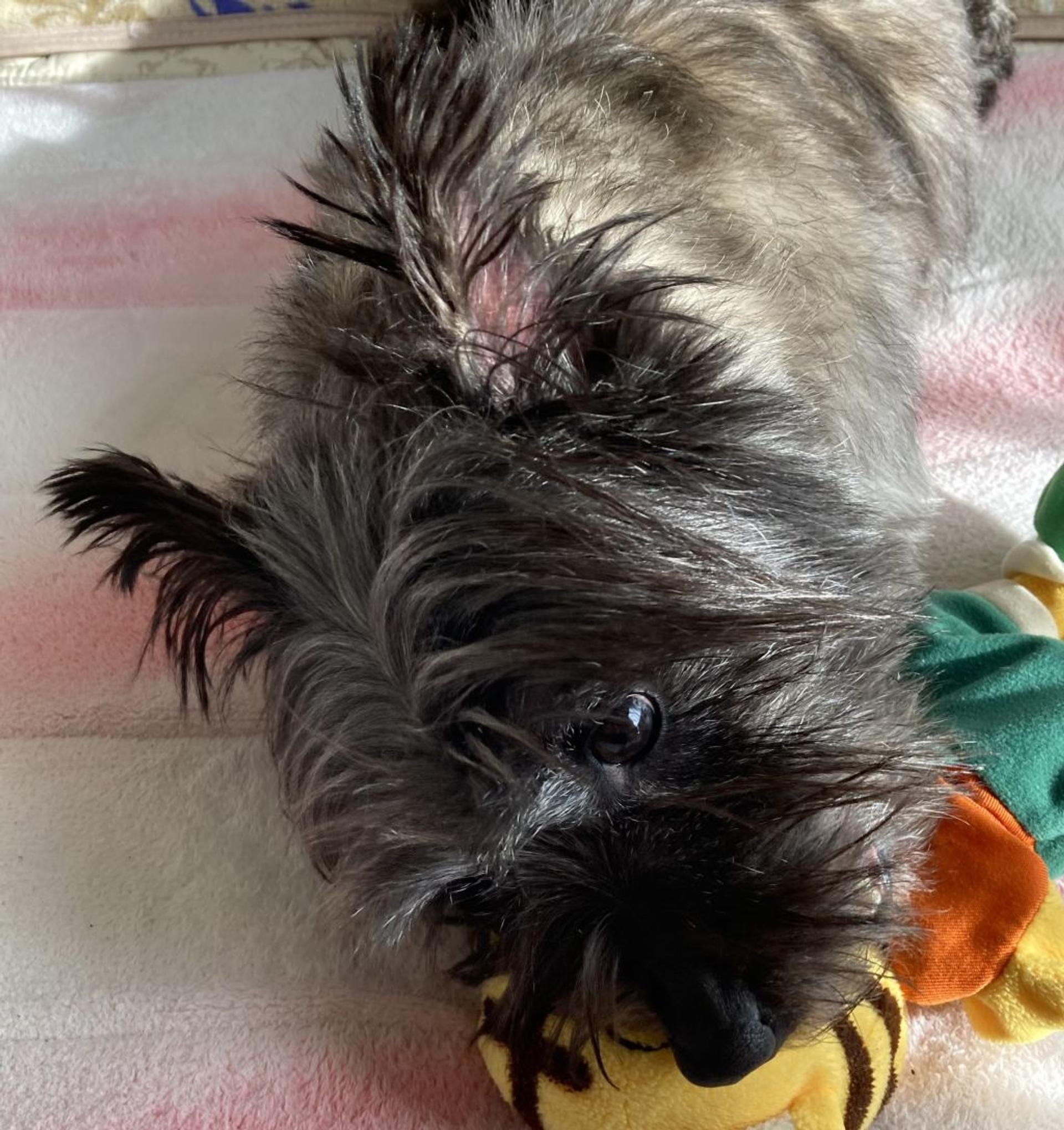 pet-image-7