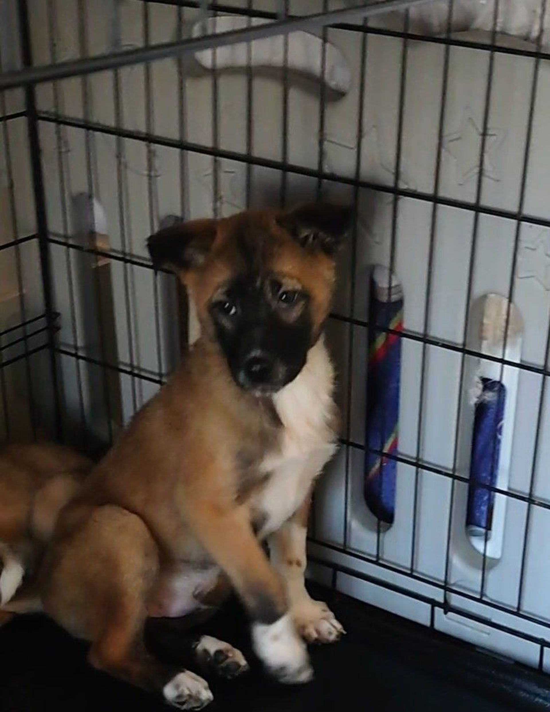 雑種（ミックス犬）・オスの里親募集の写真
