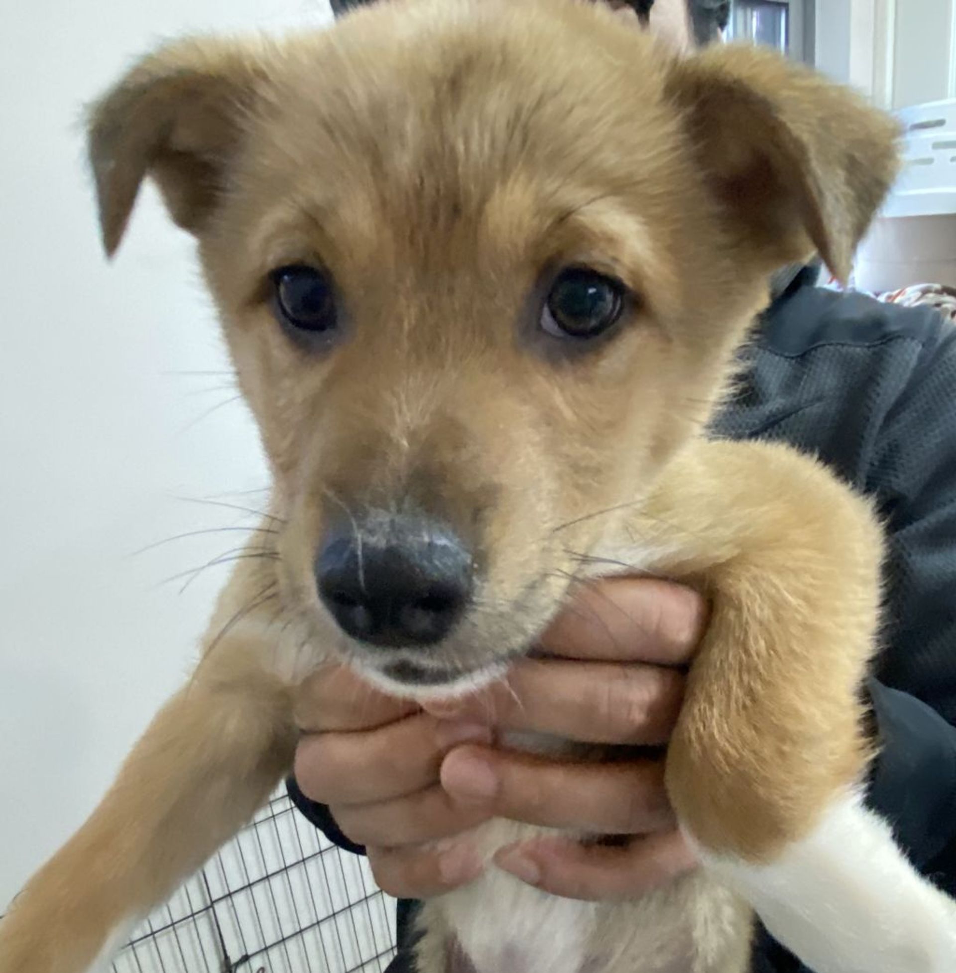 雑種（ミックス犬）・オスの里親募集の写真