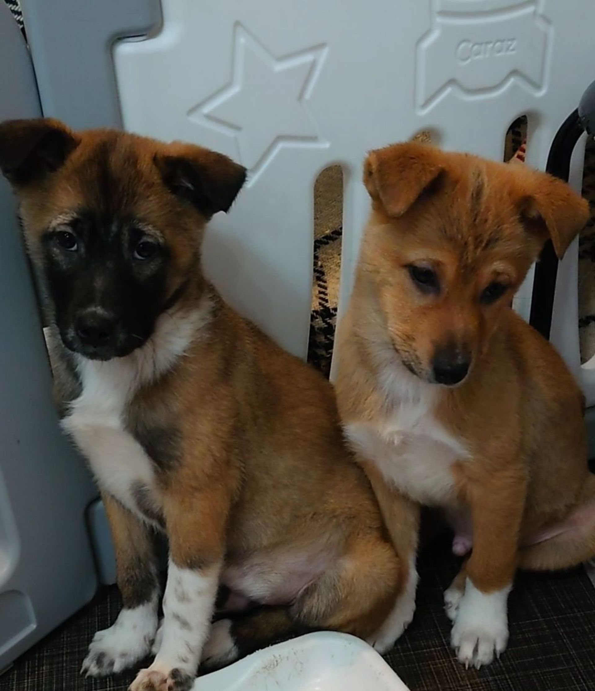 雑種（ミックス犬）・オスの里親募集の写真