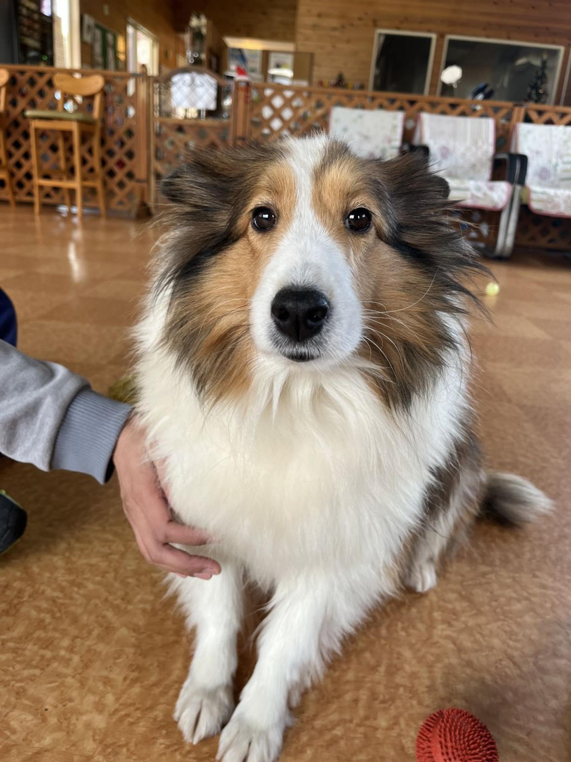pet-image-2