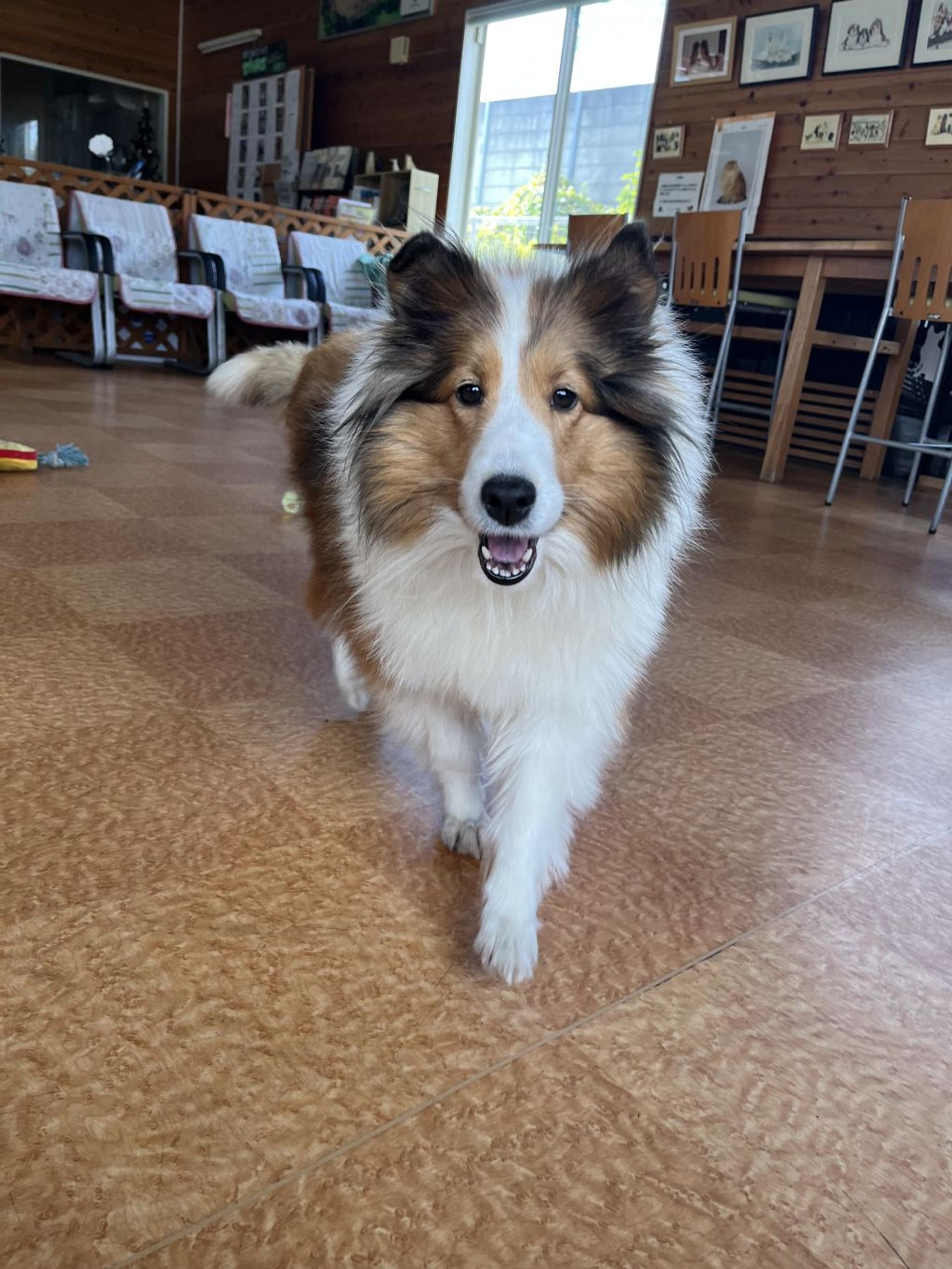 pet-image-3