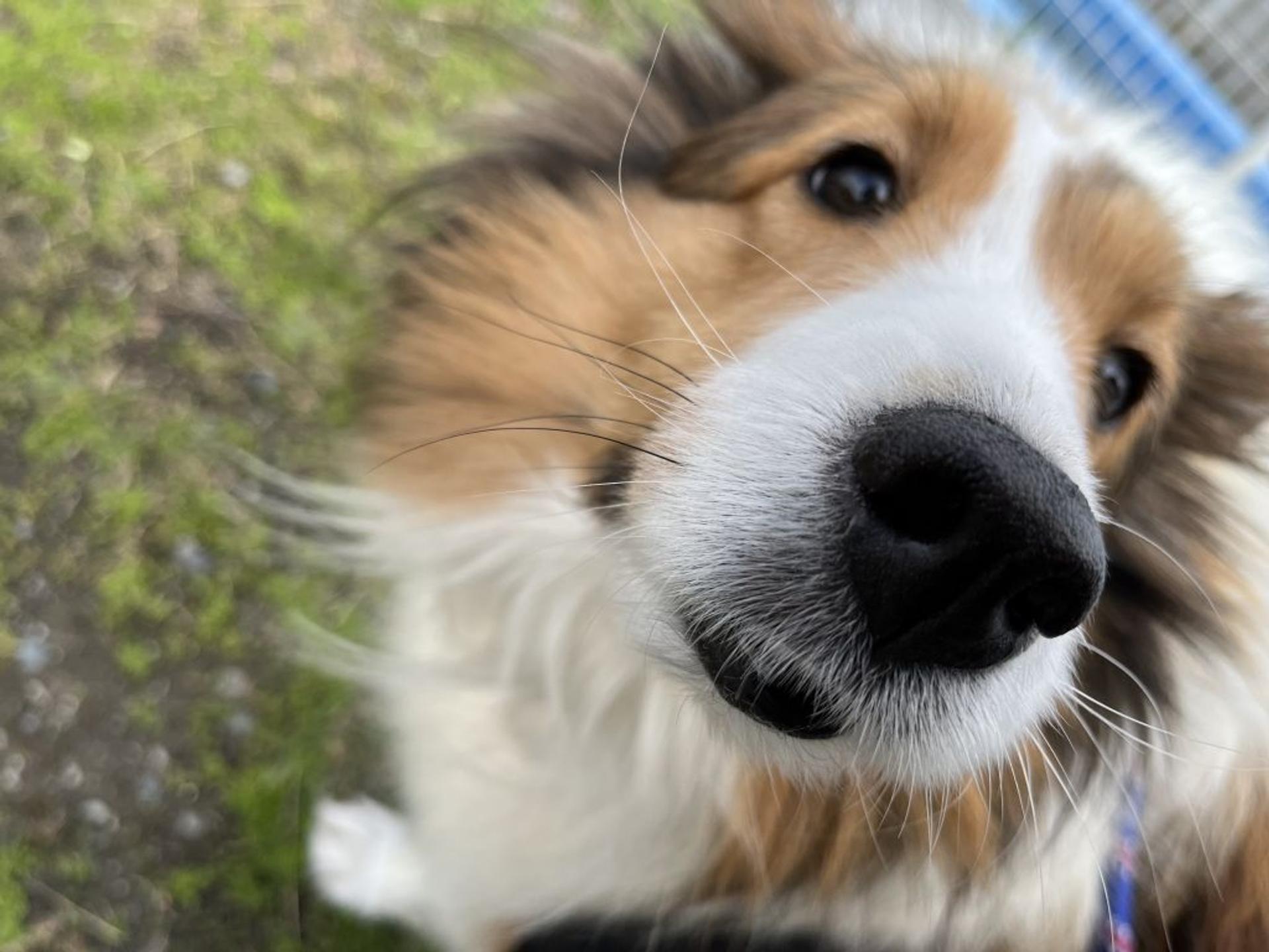 pet-image-4