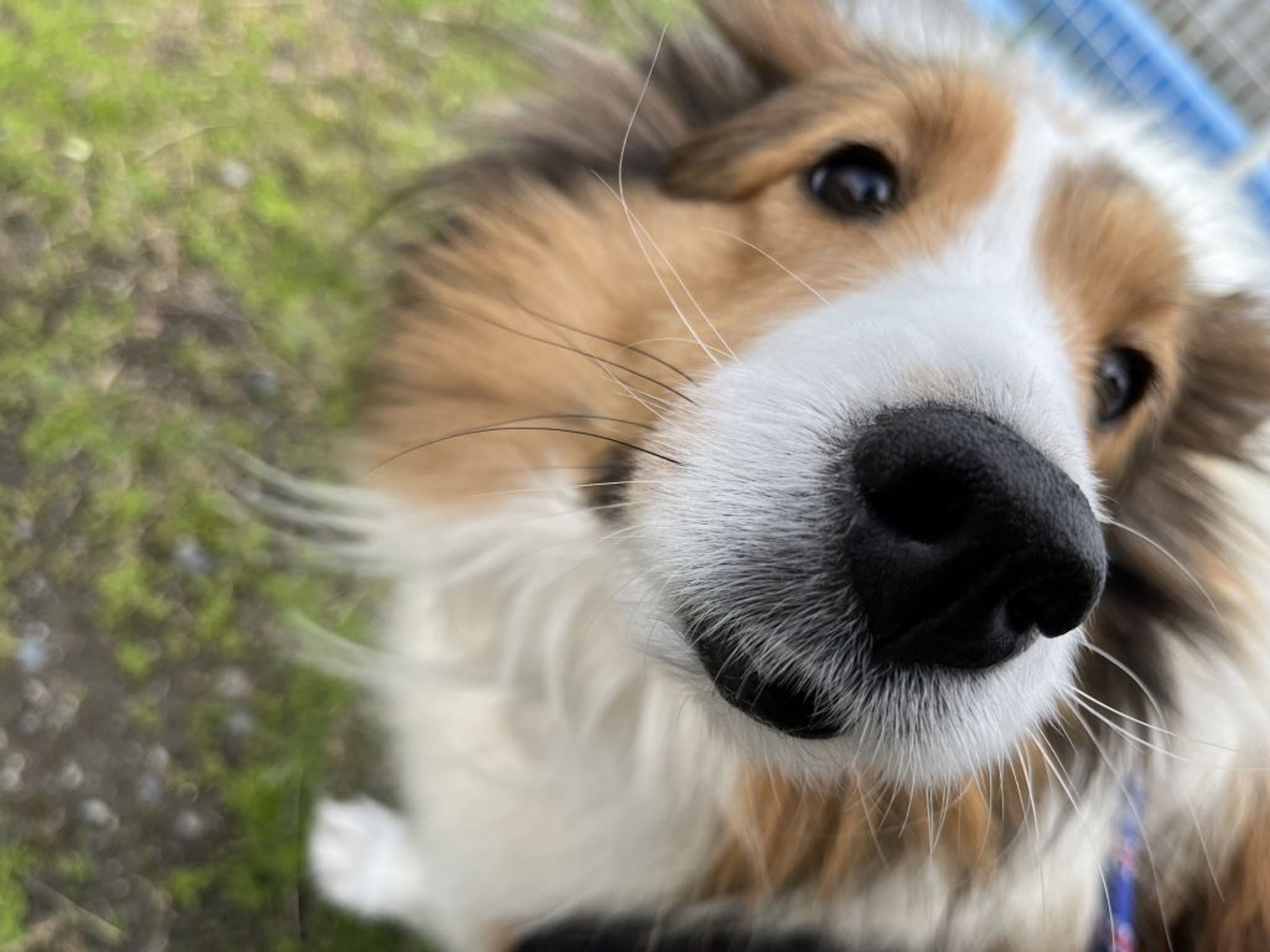 pet-image-4