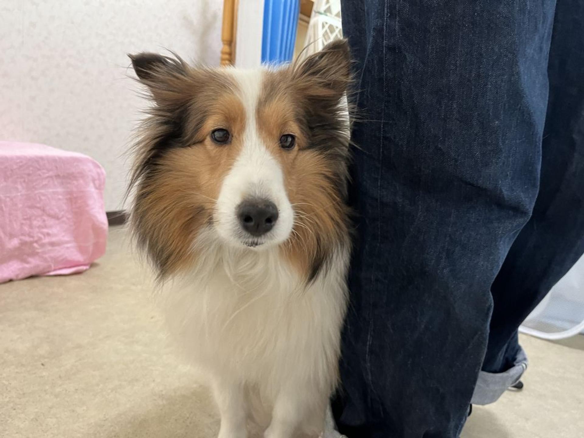 pet-image-6