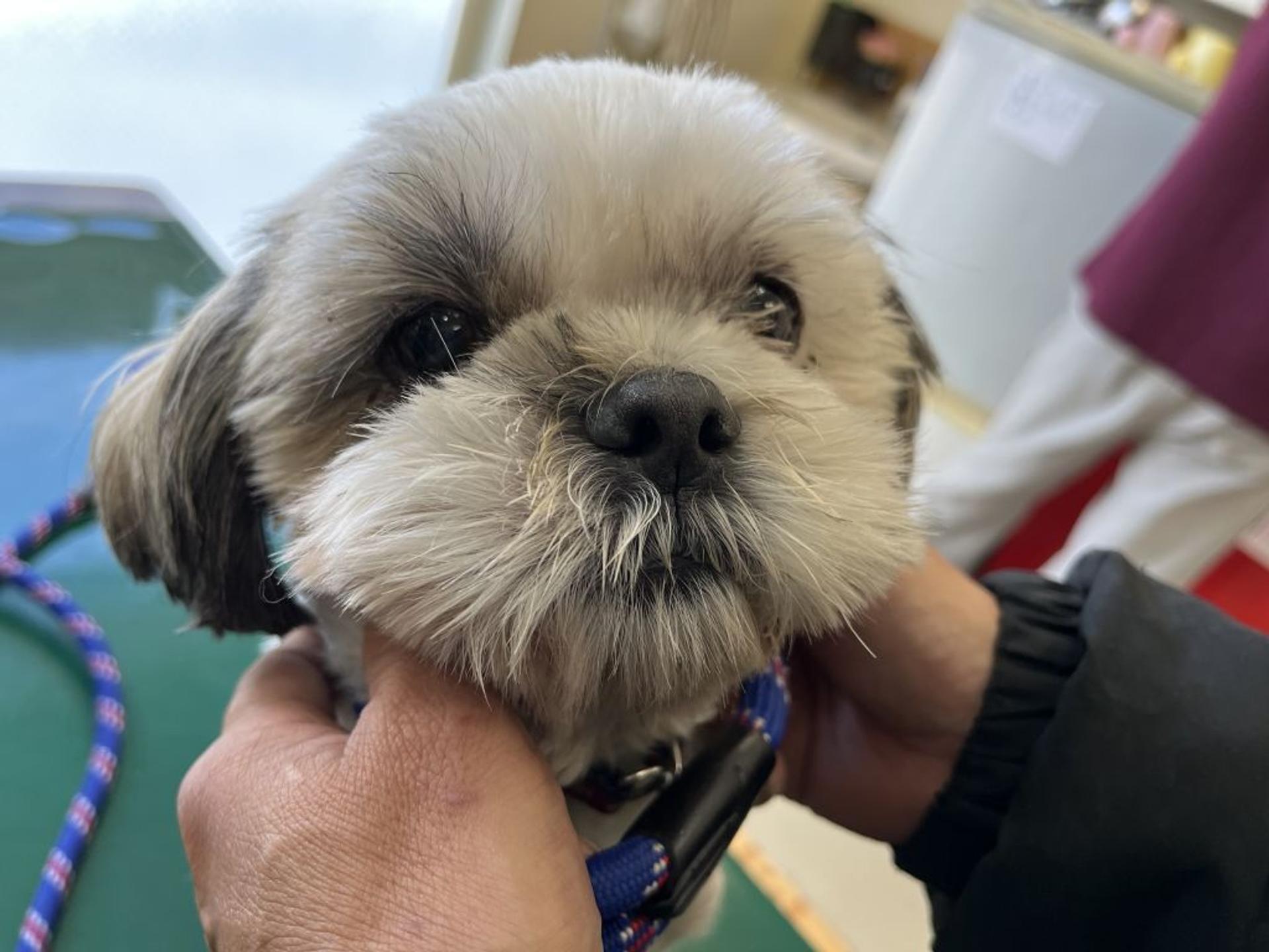 pet-image-2