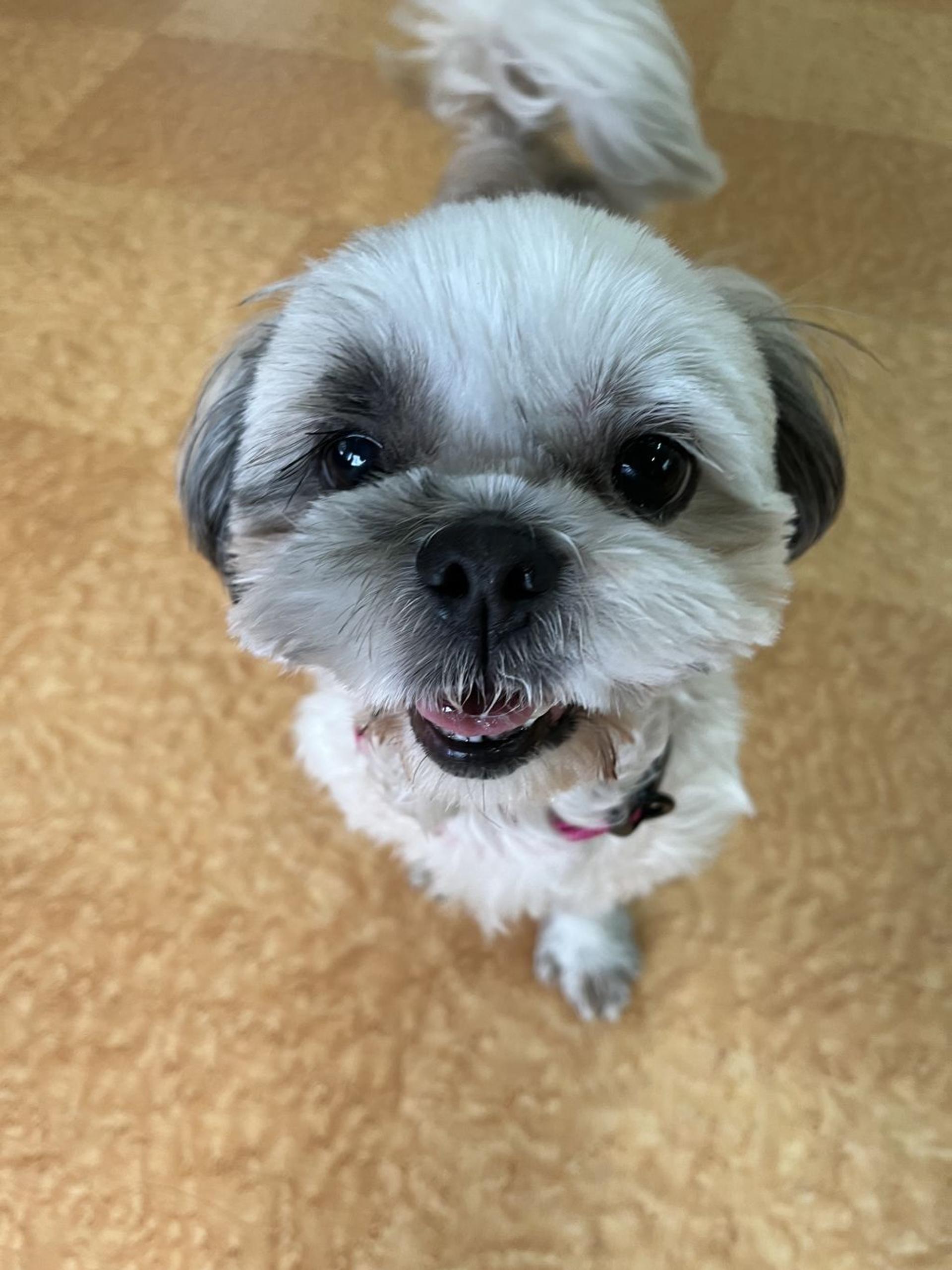 pet-image-4