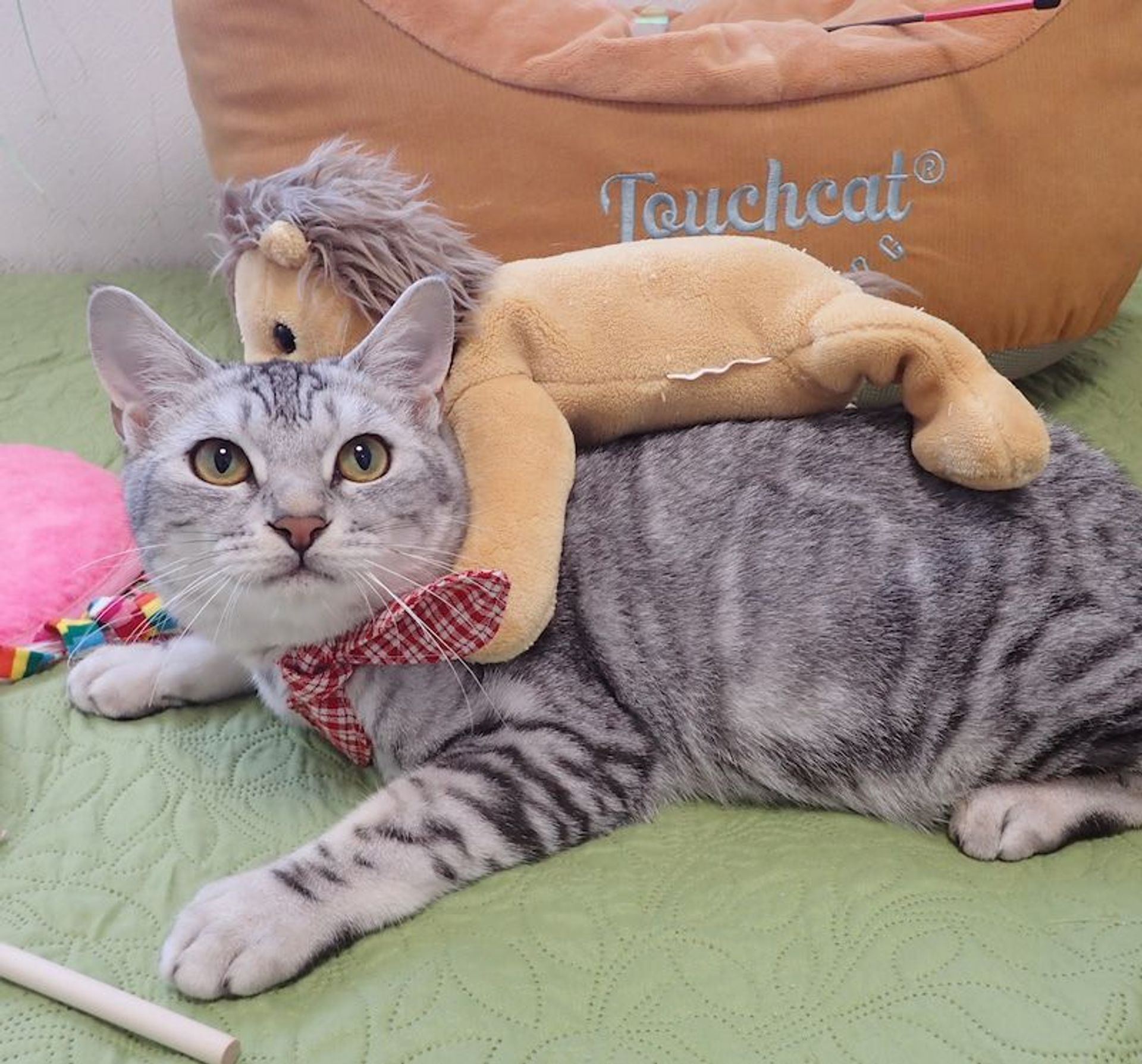 雑種（ミックス猫）・オスの里親募集の写真