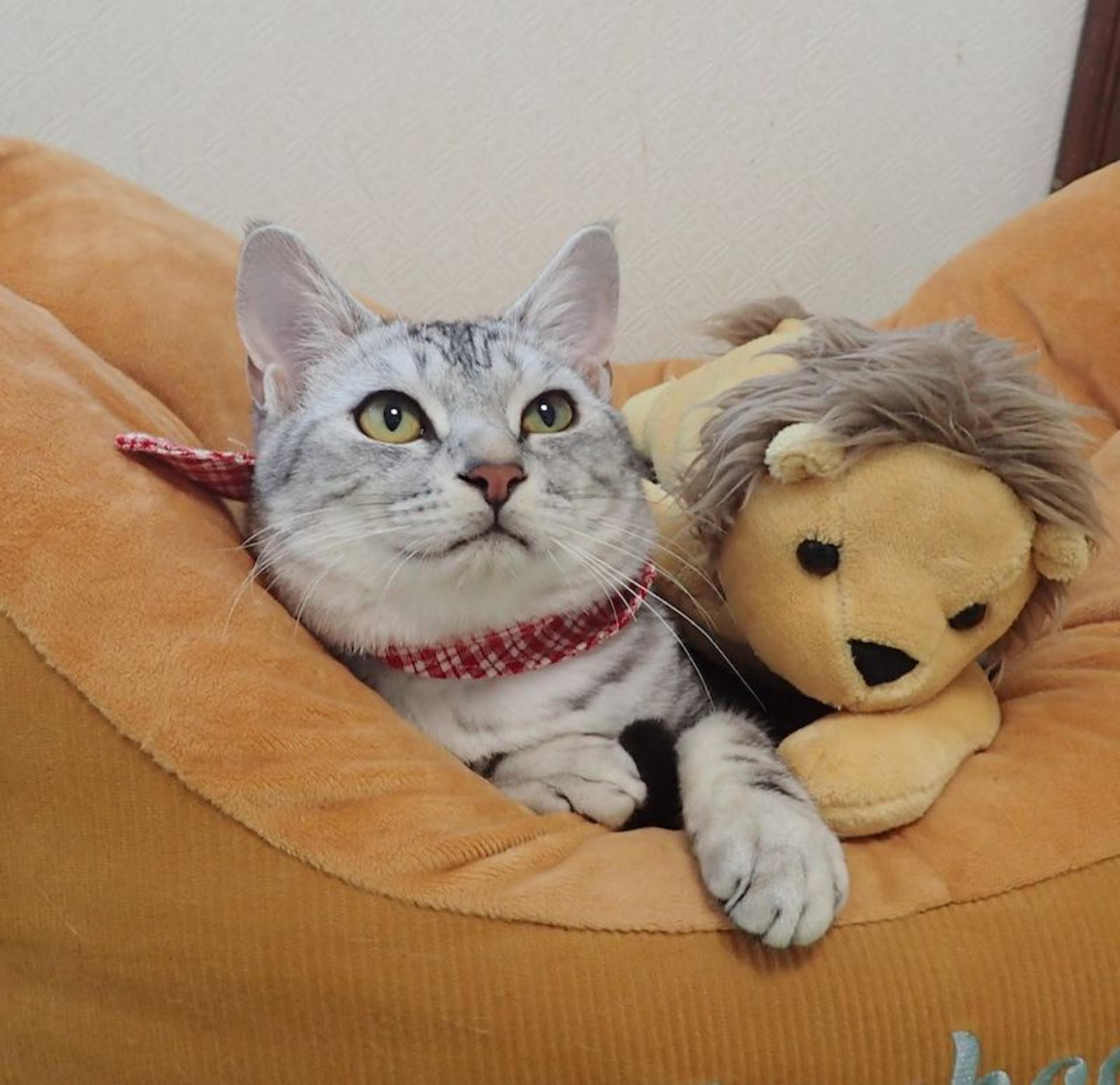 pet-image-2