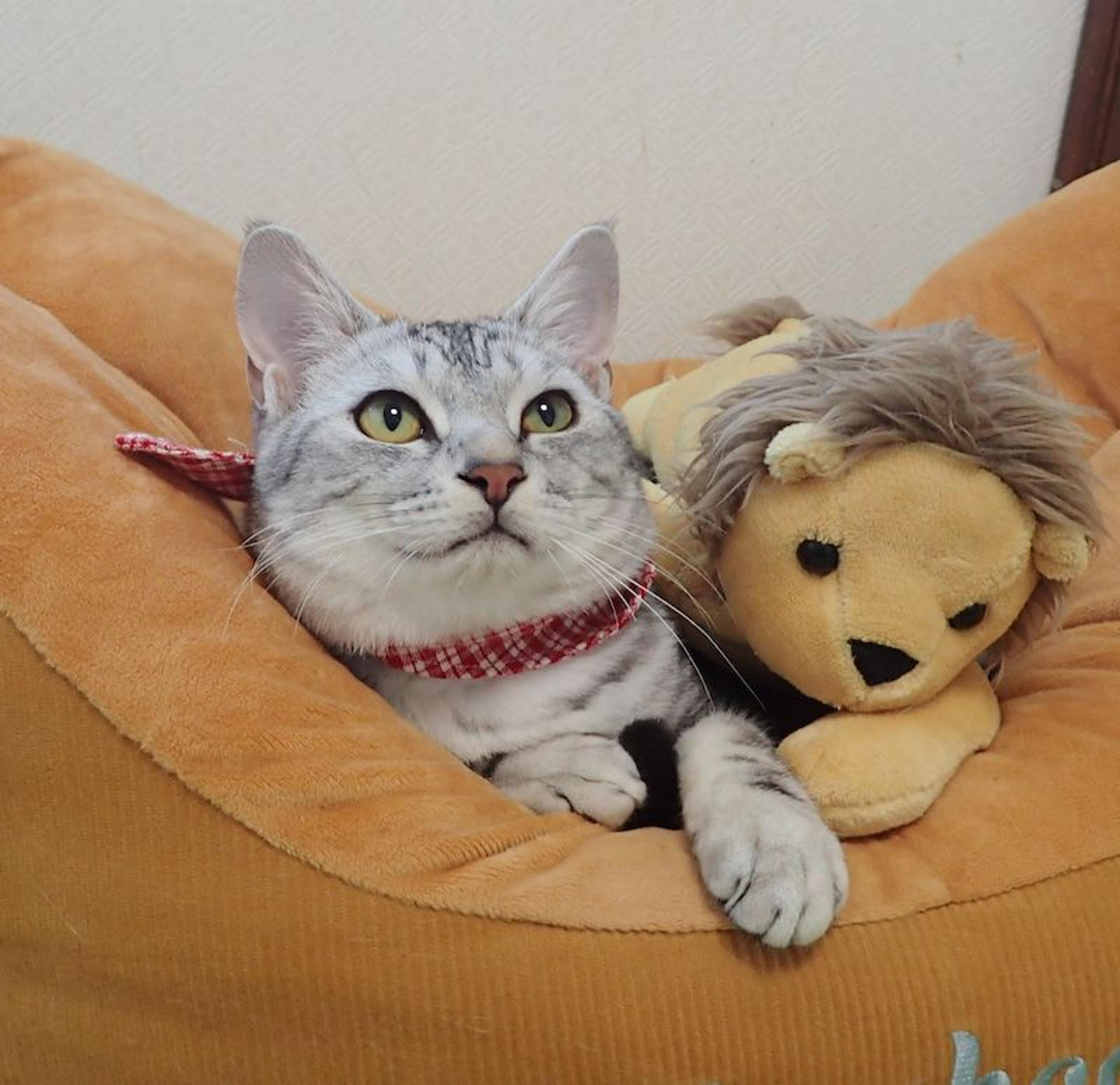 pet-image-2