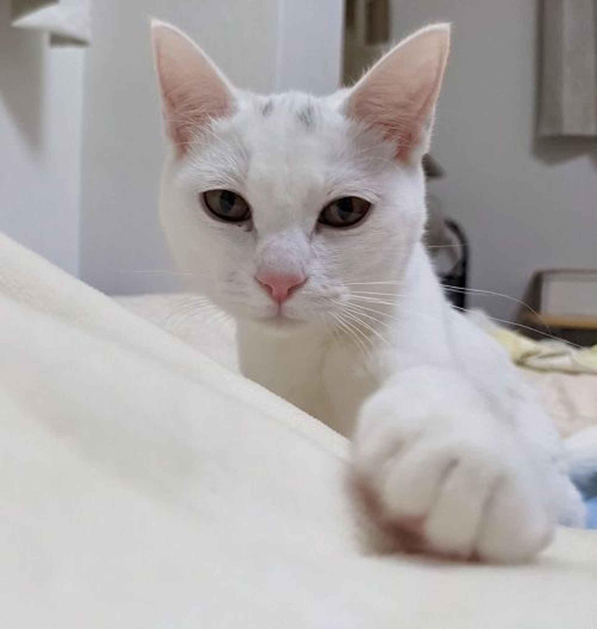 雑種（ミックス猫）・メスの里親募集の写真