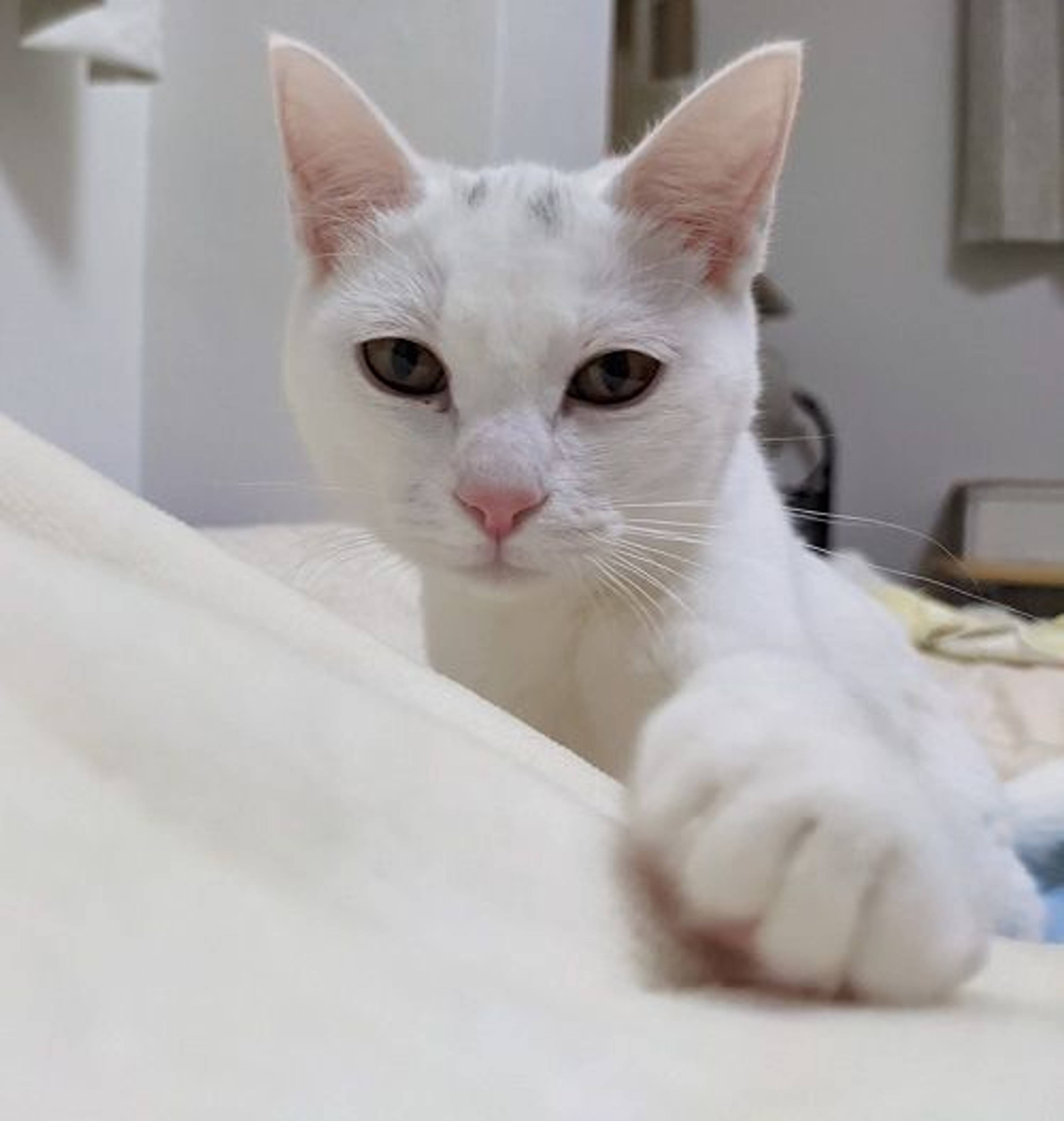 雑種（ミックス猫）・メスの里親募集の写真