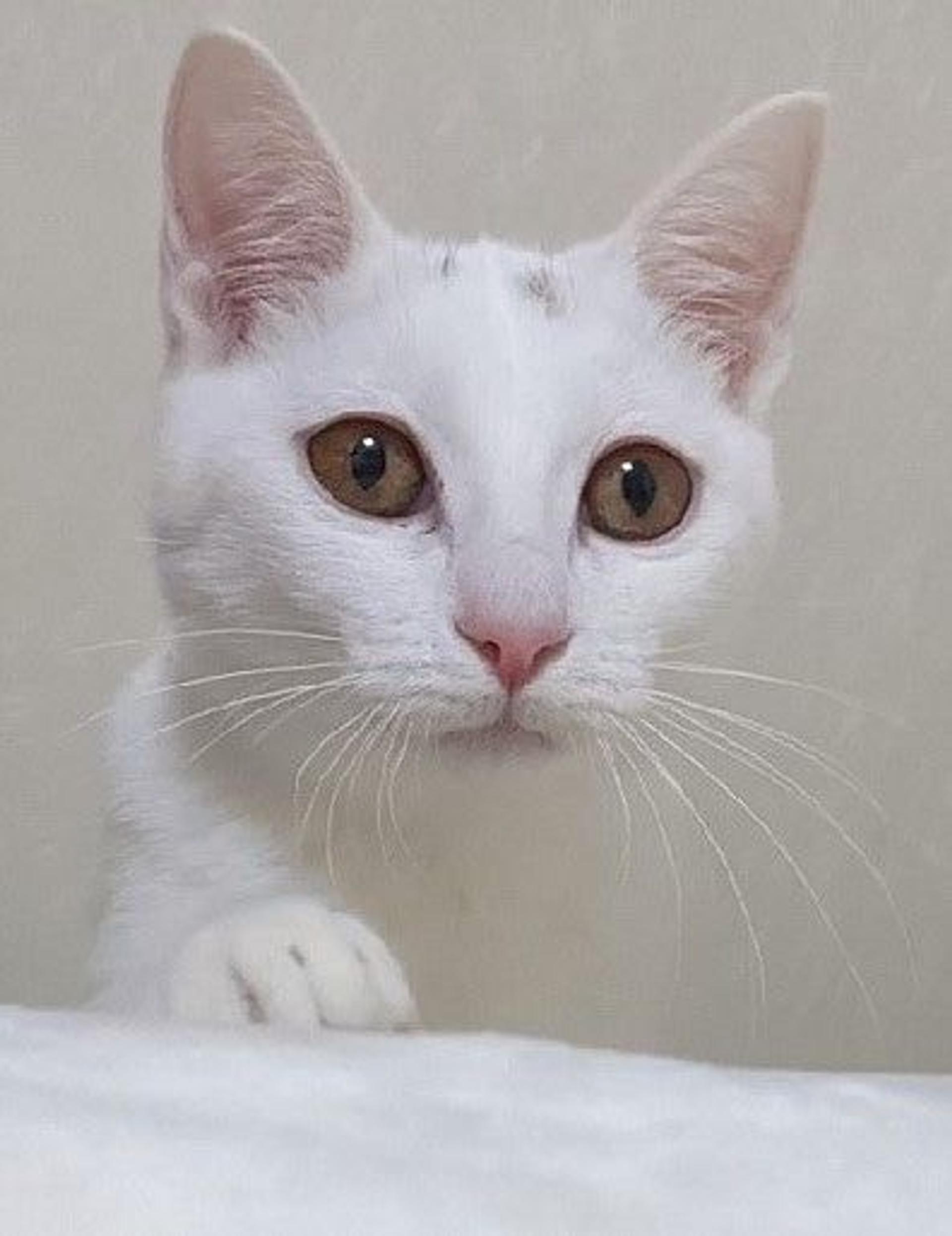 pet-image-2