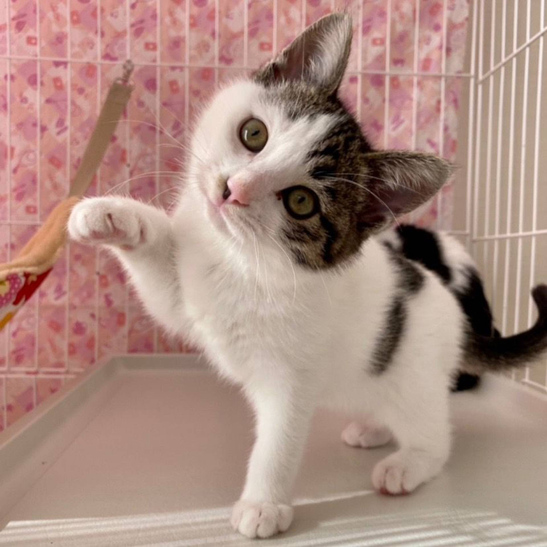 雑種（ミックス猫）・メスの里親募集の写真