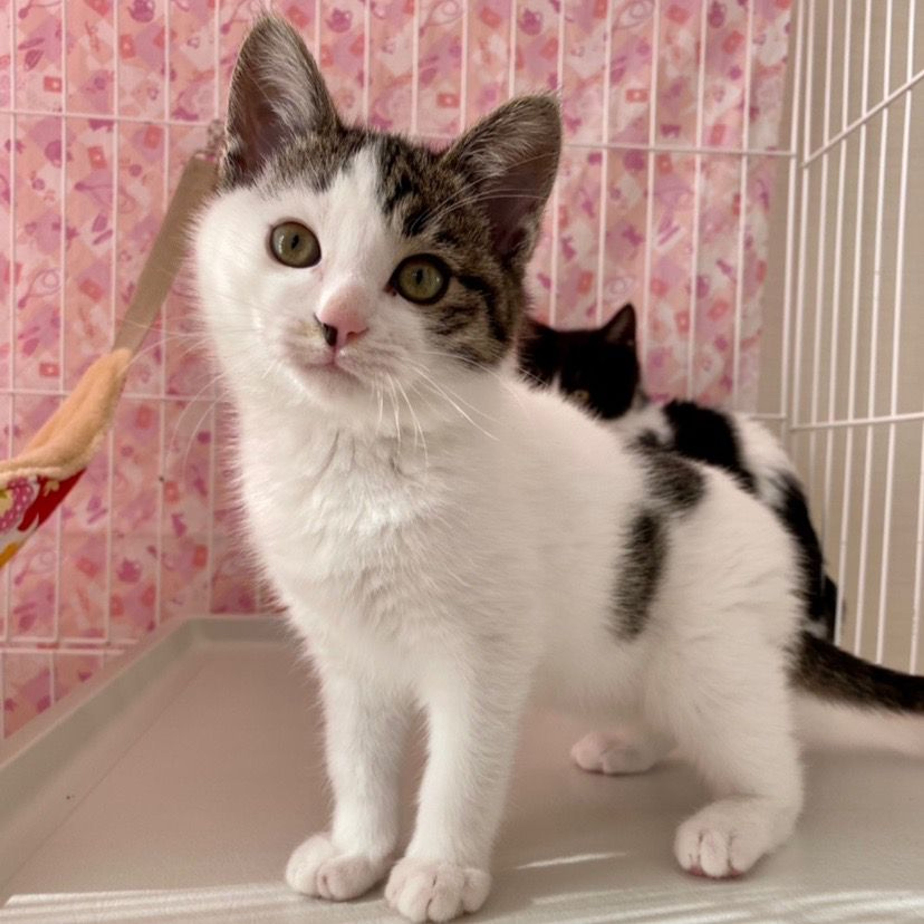 pet-image-3