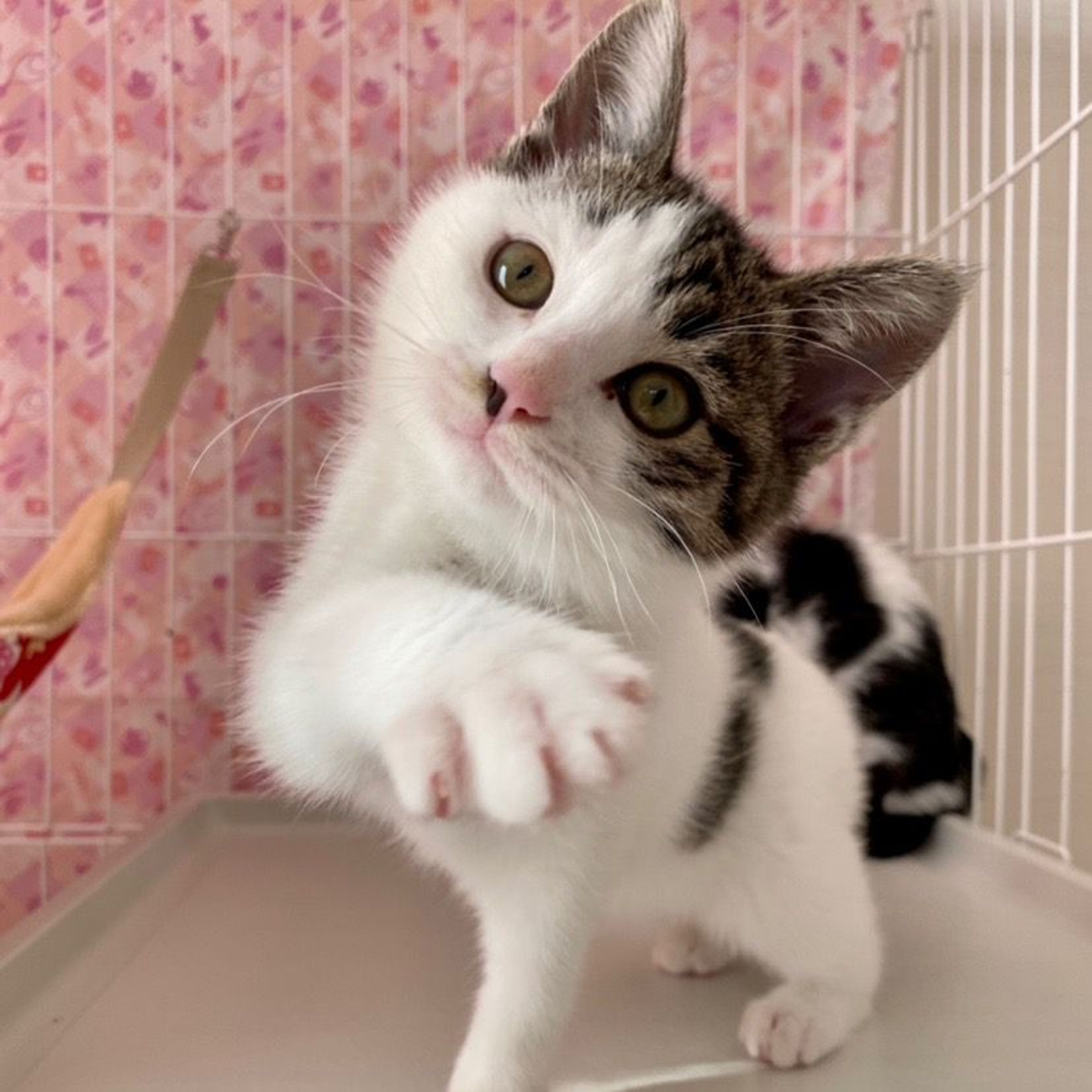 pet-image-4
