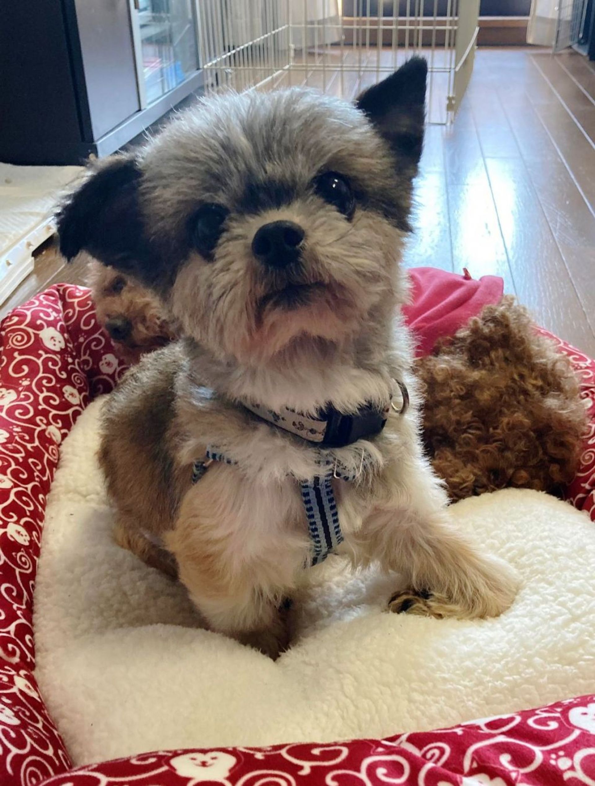 雑種（ミックス犬）・オスの里親募集の写真
