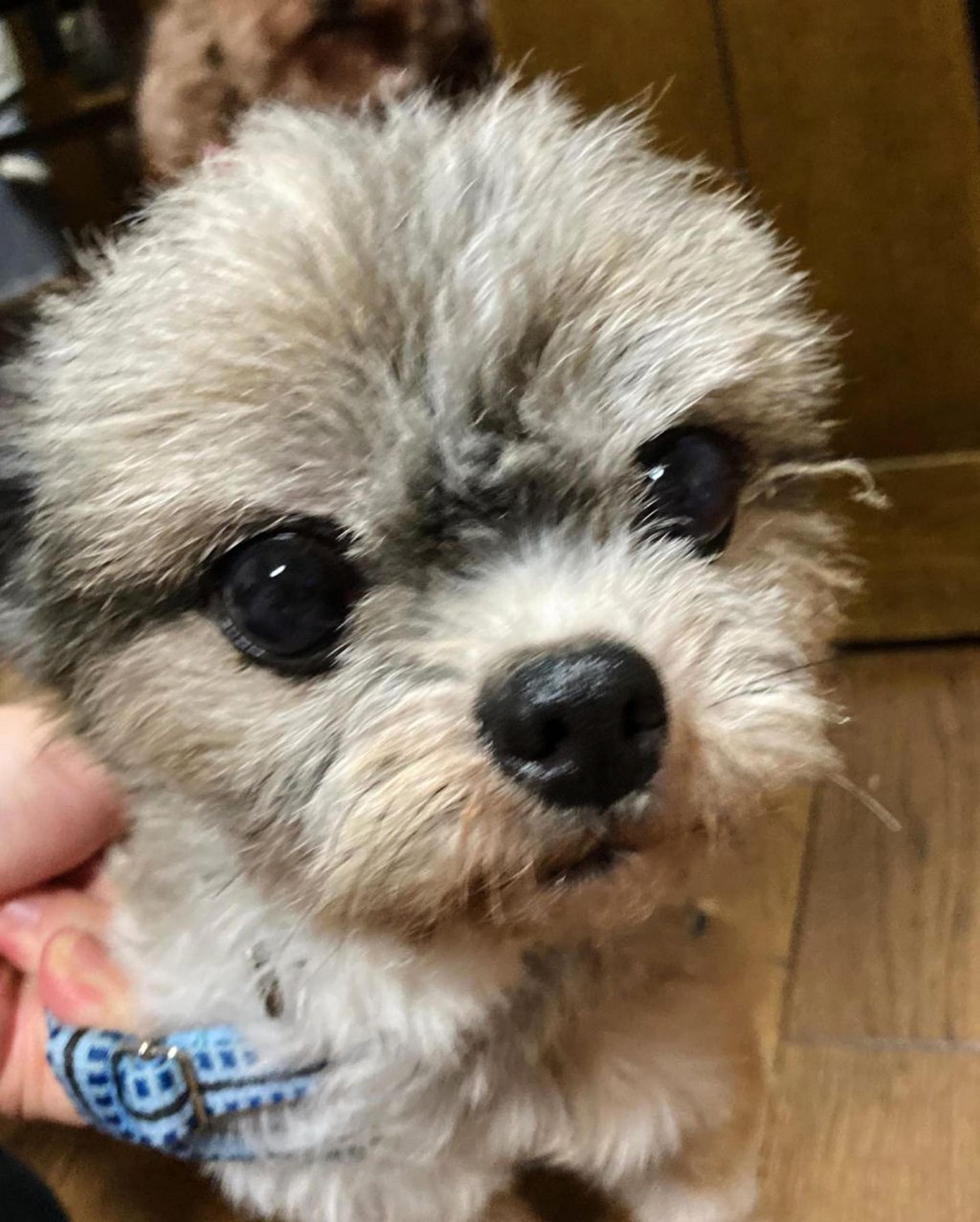 pet-image-2