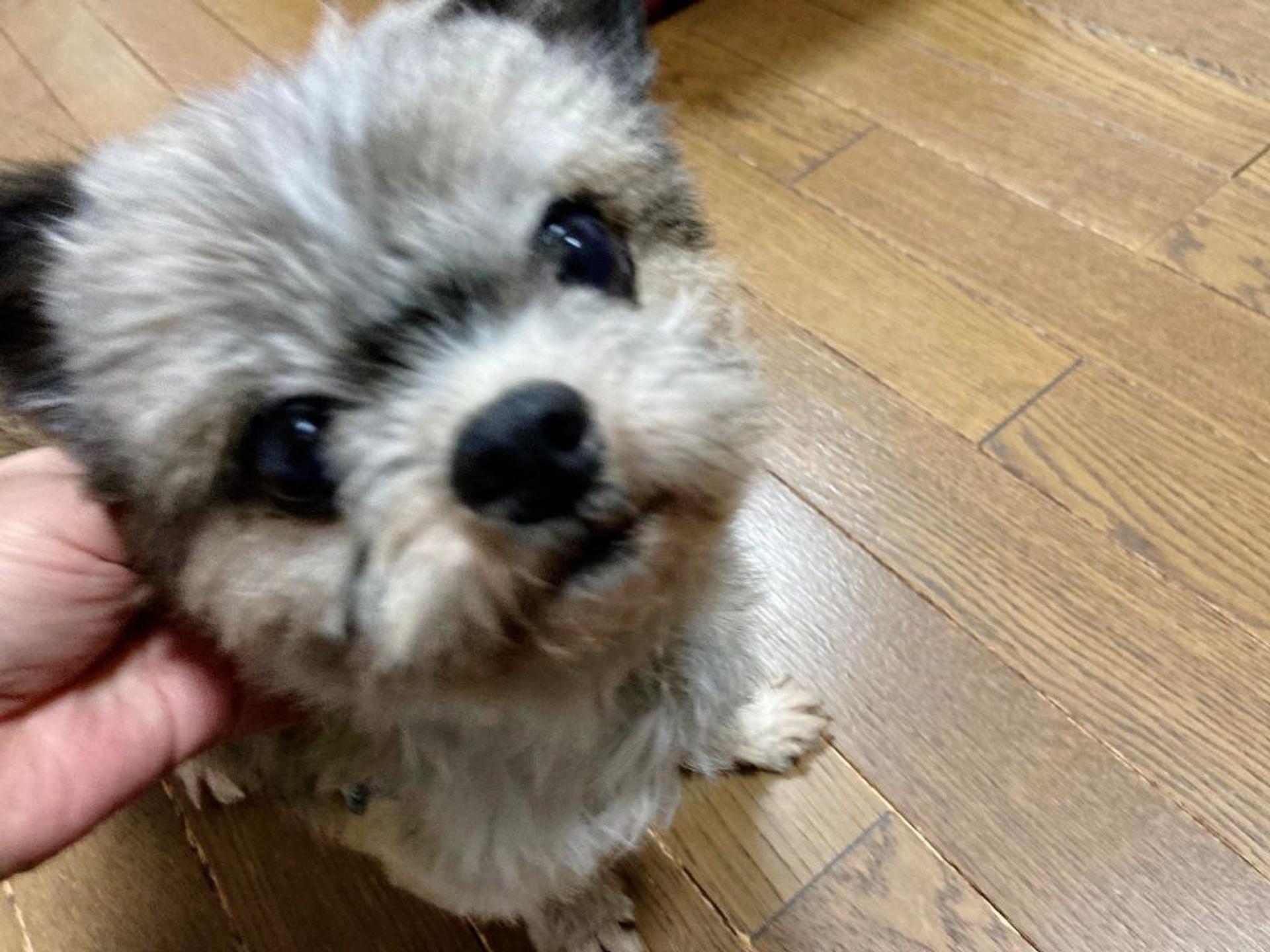 pet-image-3