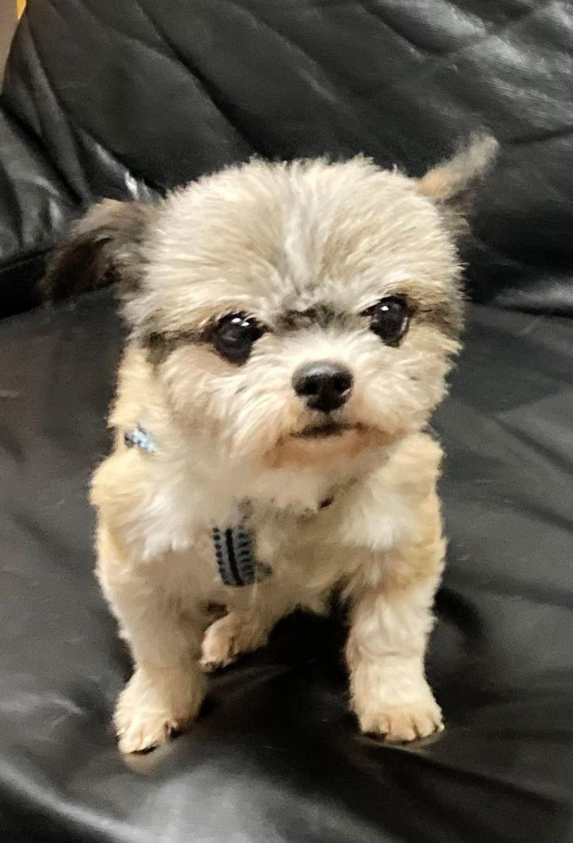 pet-image-6