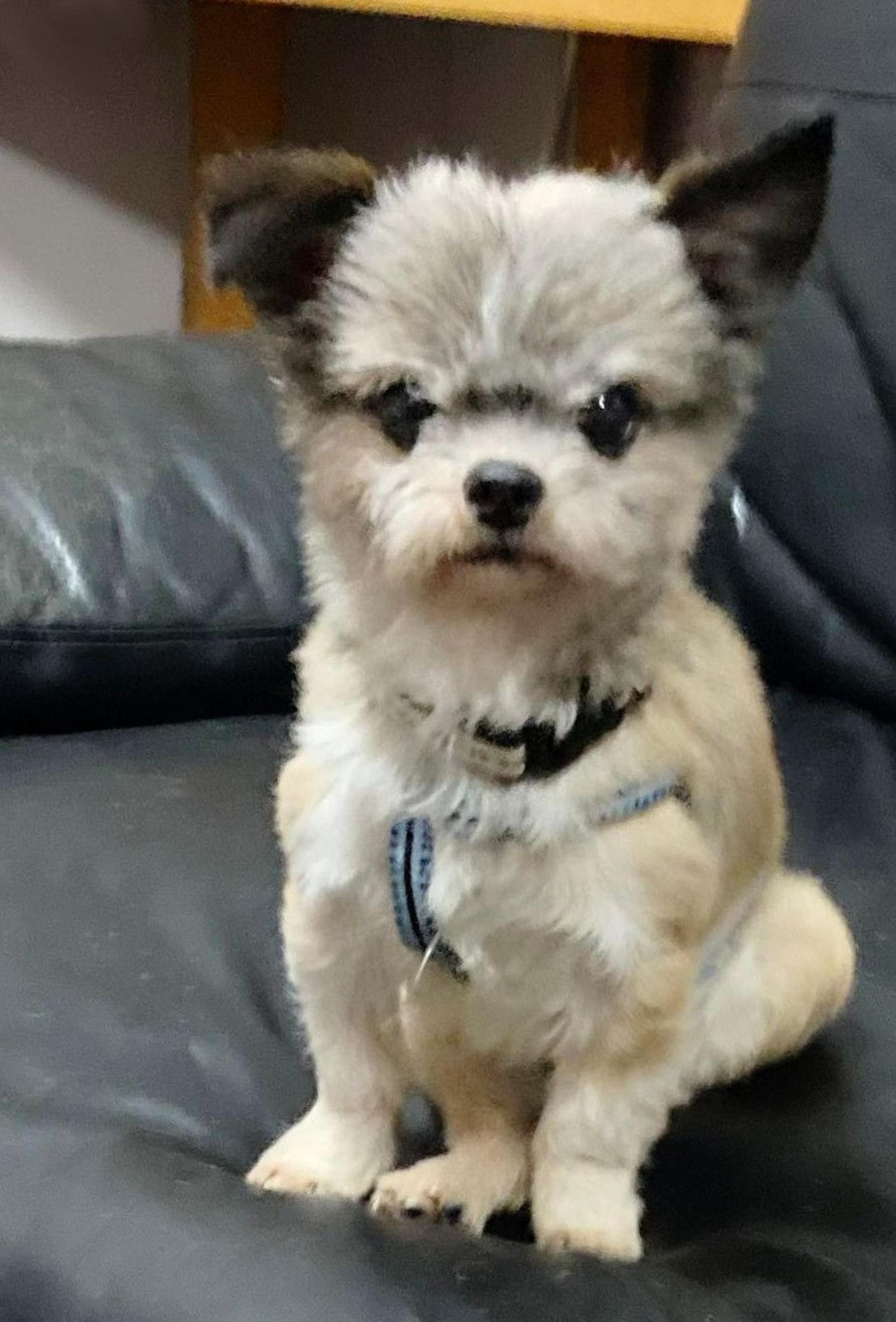 pet-image-7