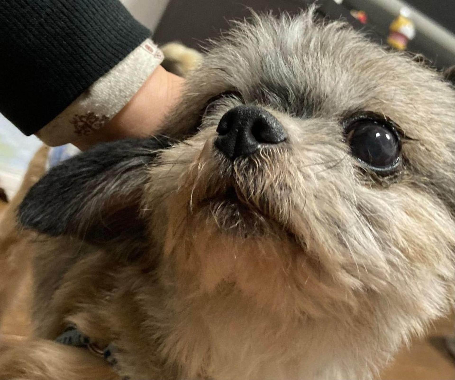 pet-image-8