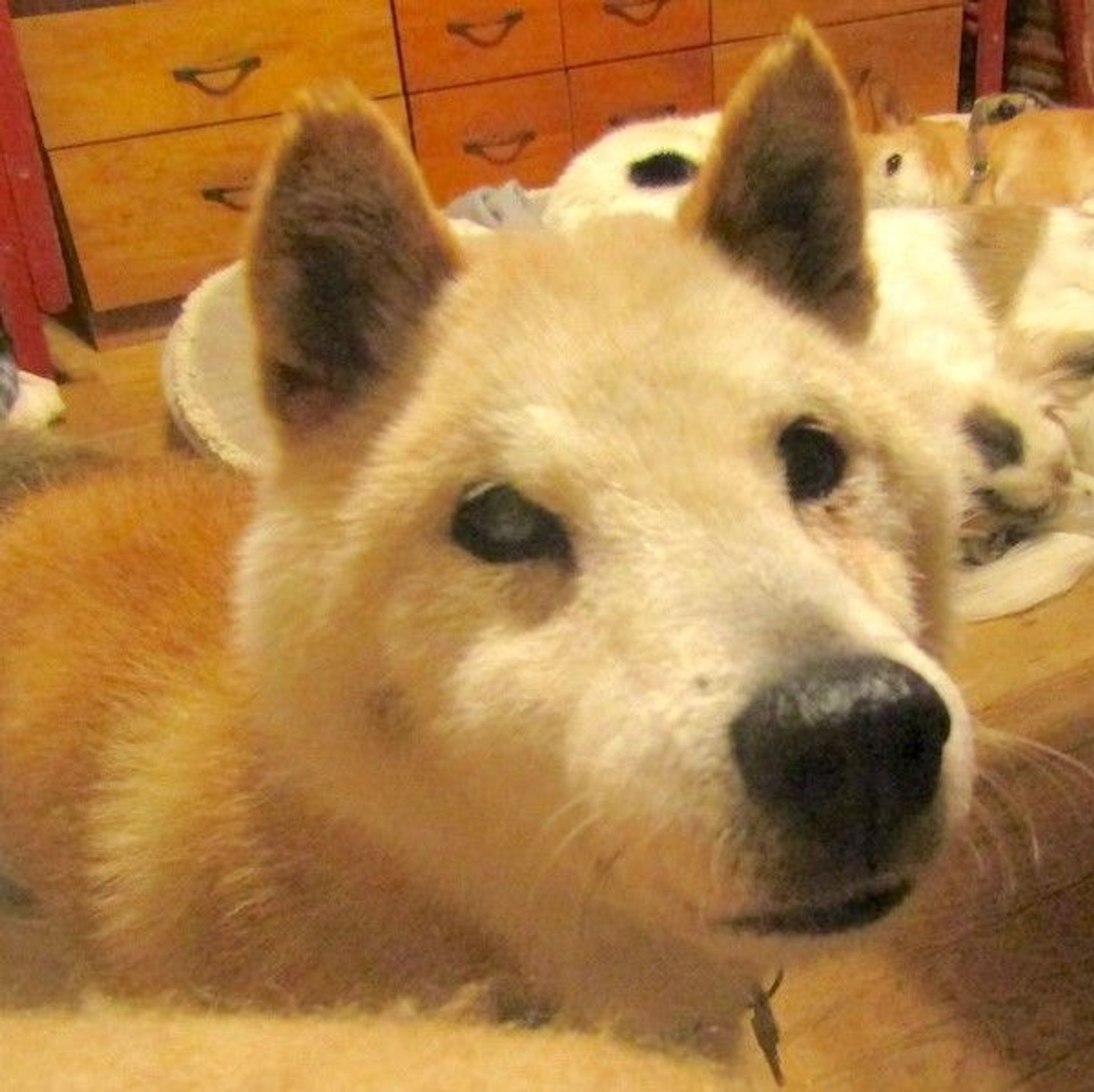 柴犬・オスの里親募集の写真