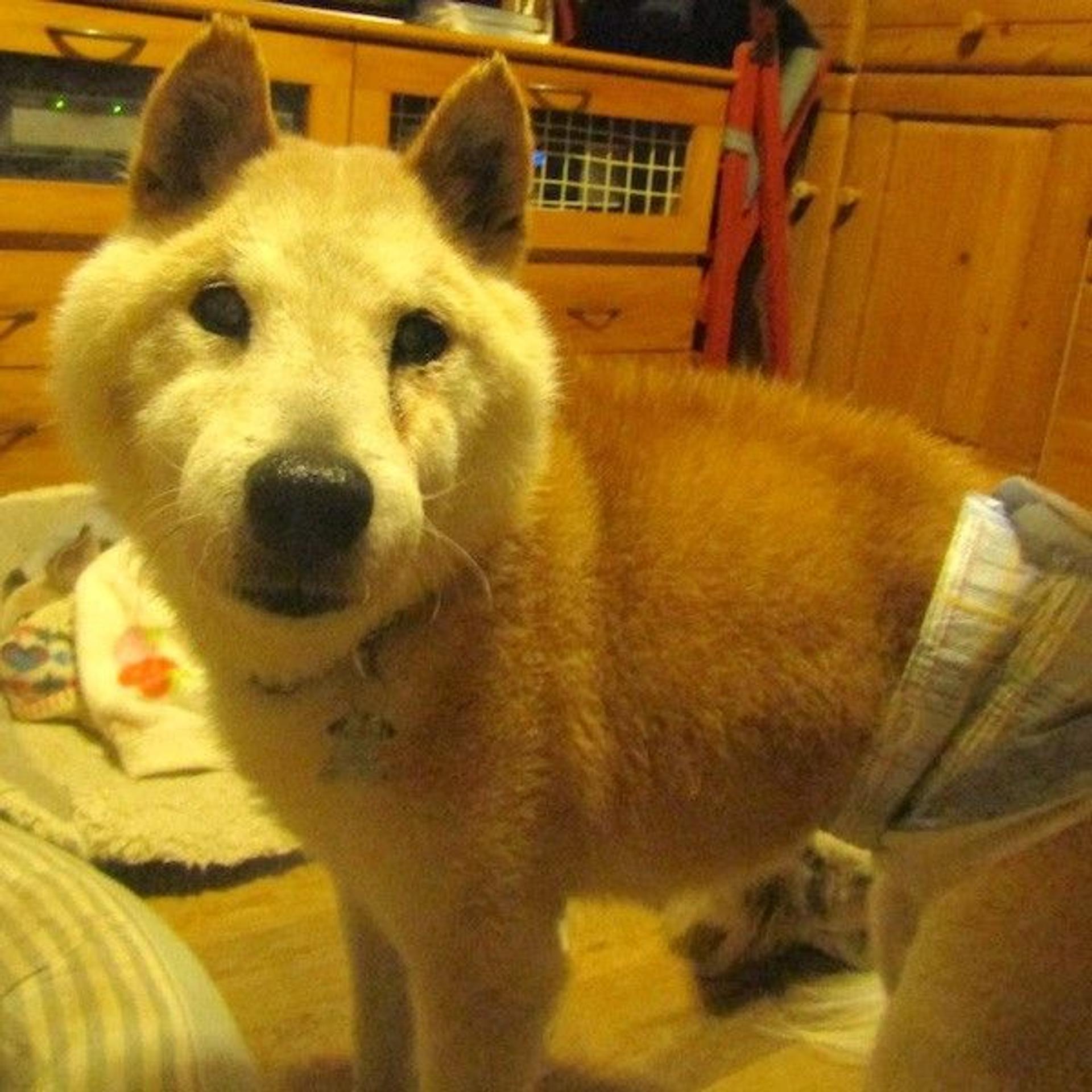pet-image-4