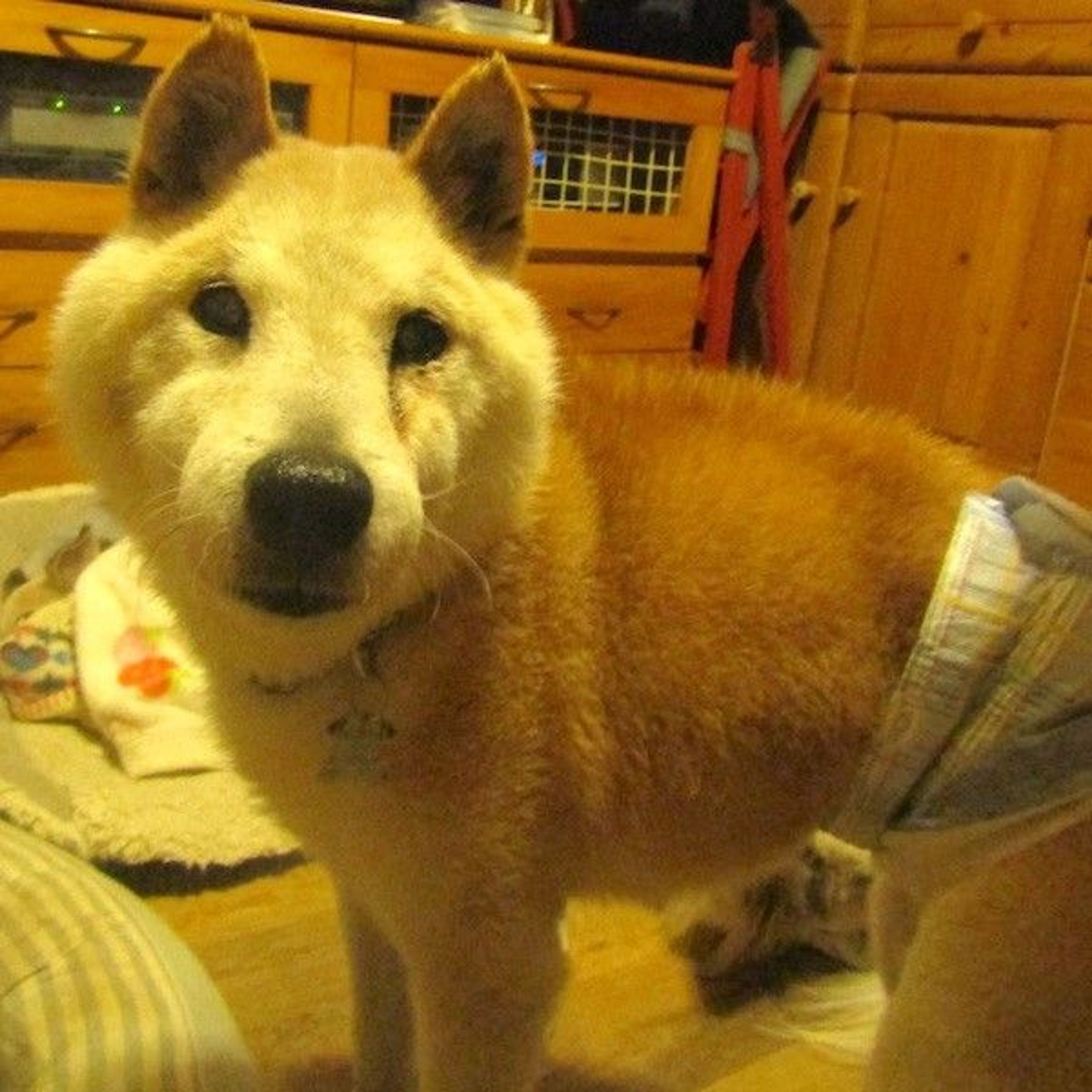 pet-image-4