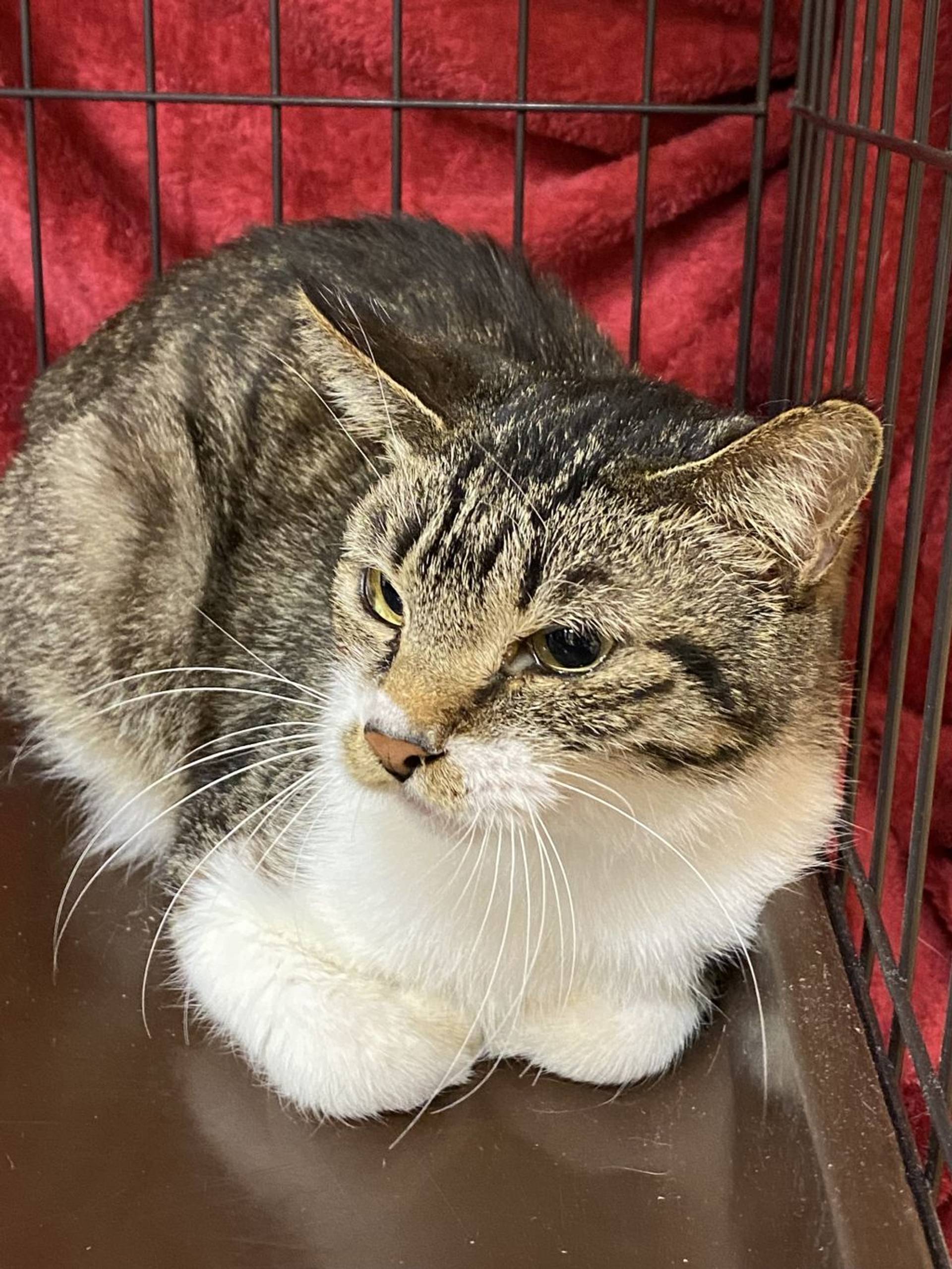 雑種（ミックス猫）・メスの里親募集の写真