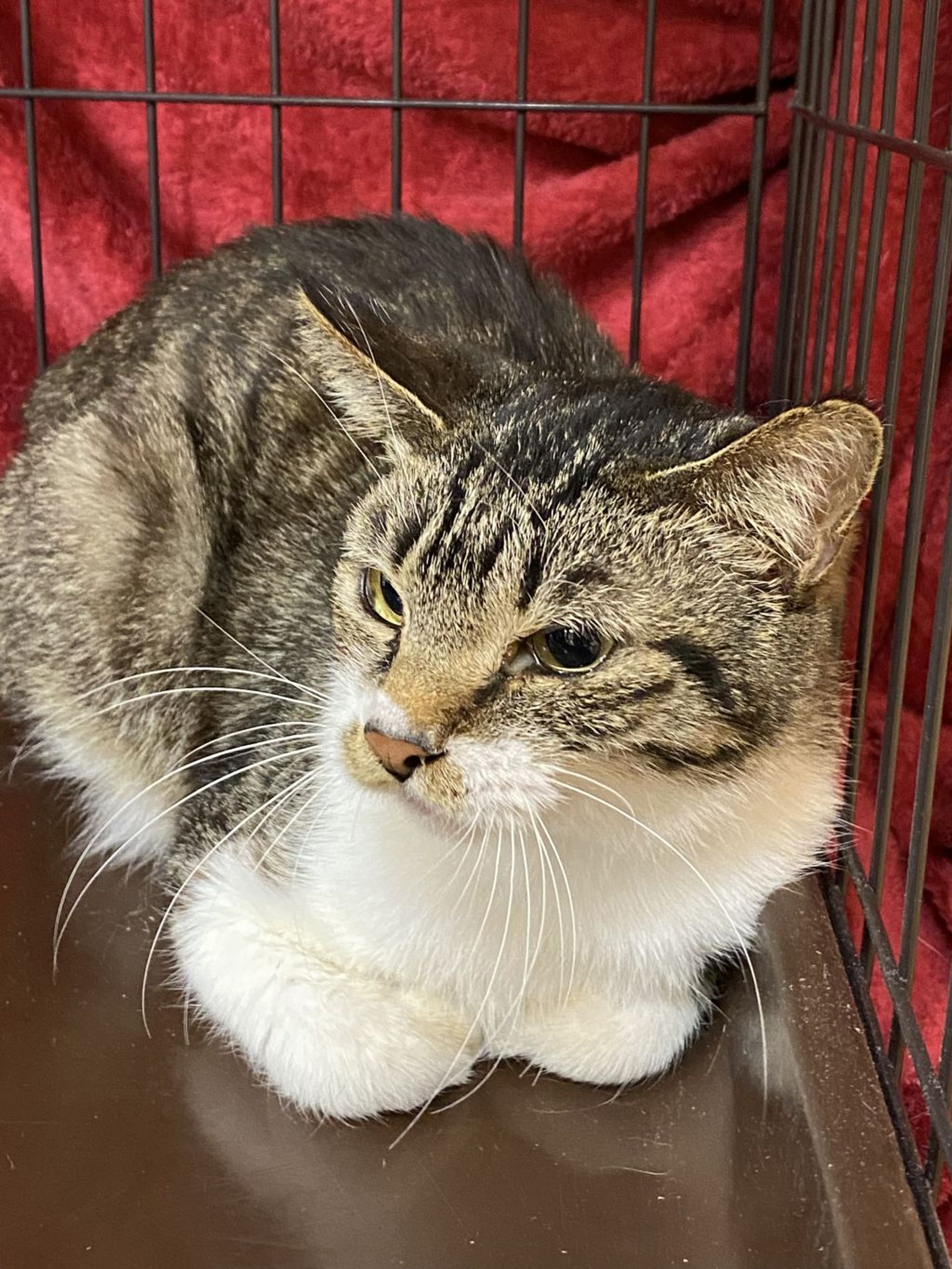 雑種（ミックス猫）・メスの里親募集の写真