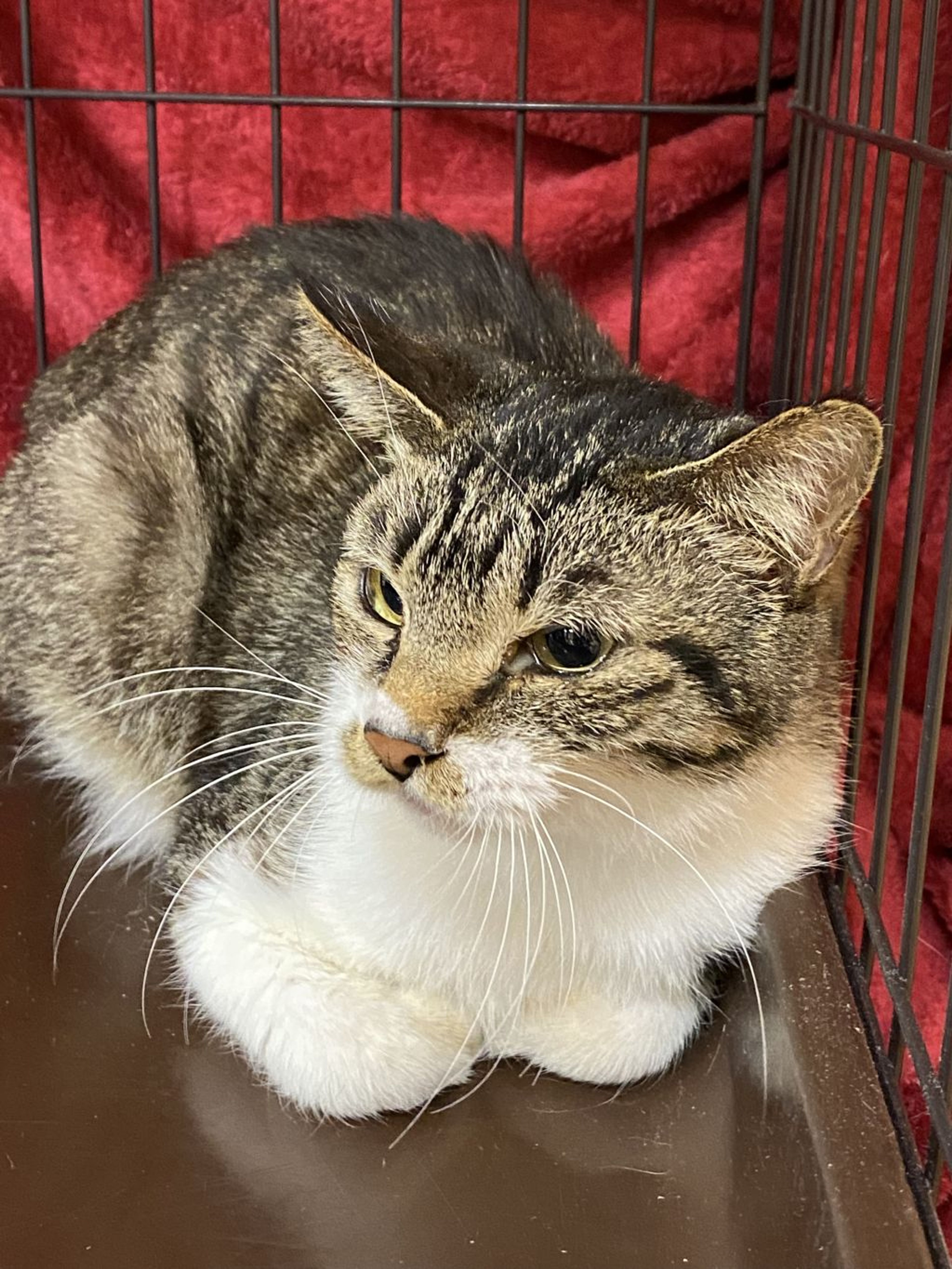雑種（ミックス猫）・メスの里親募集の写真