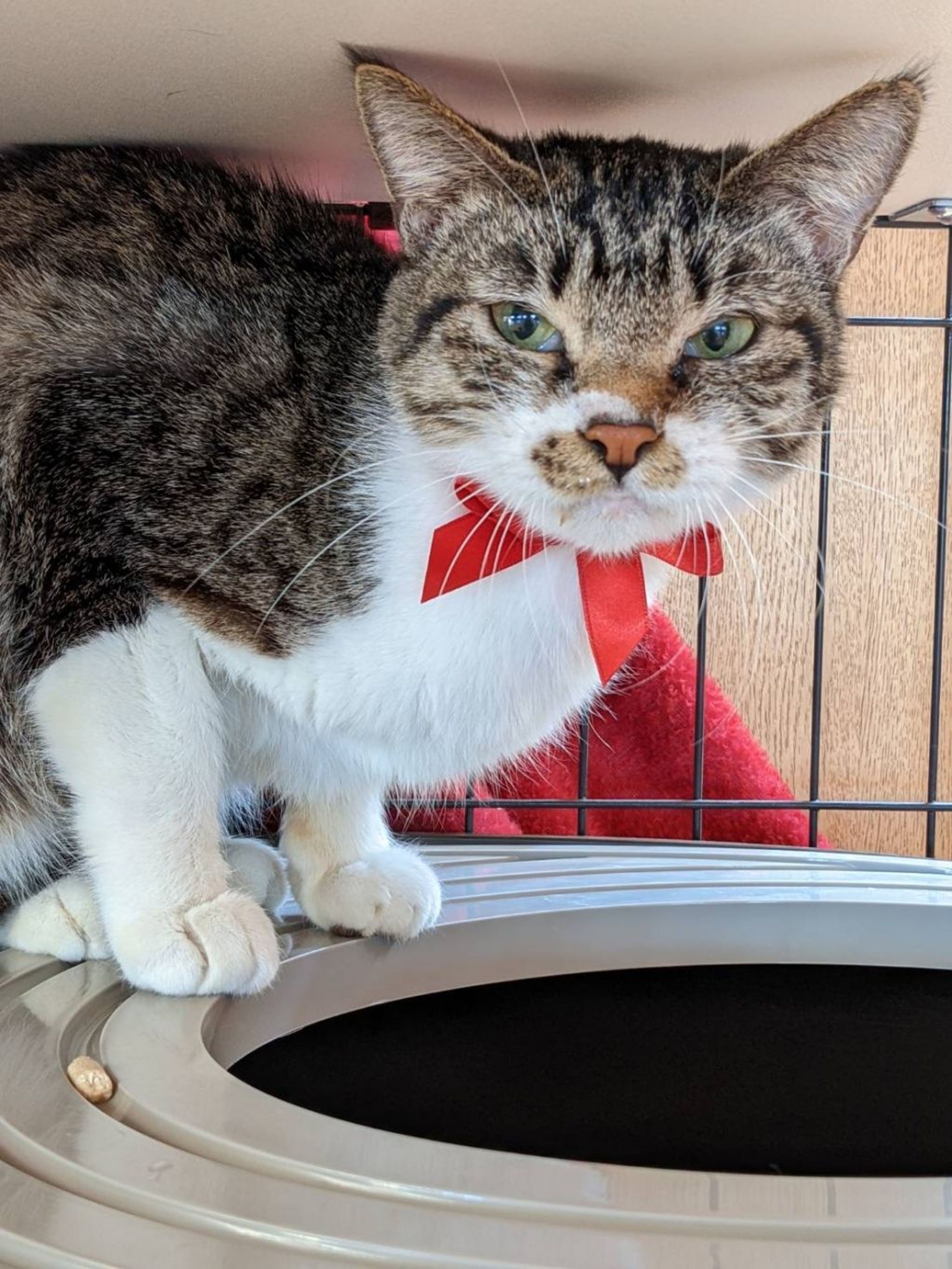 pet-image-3