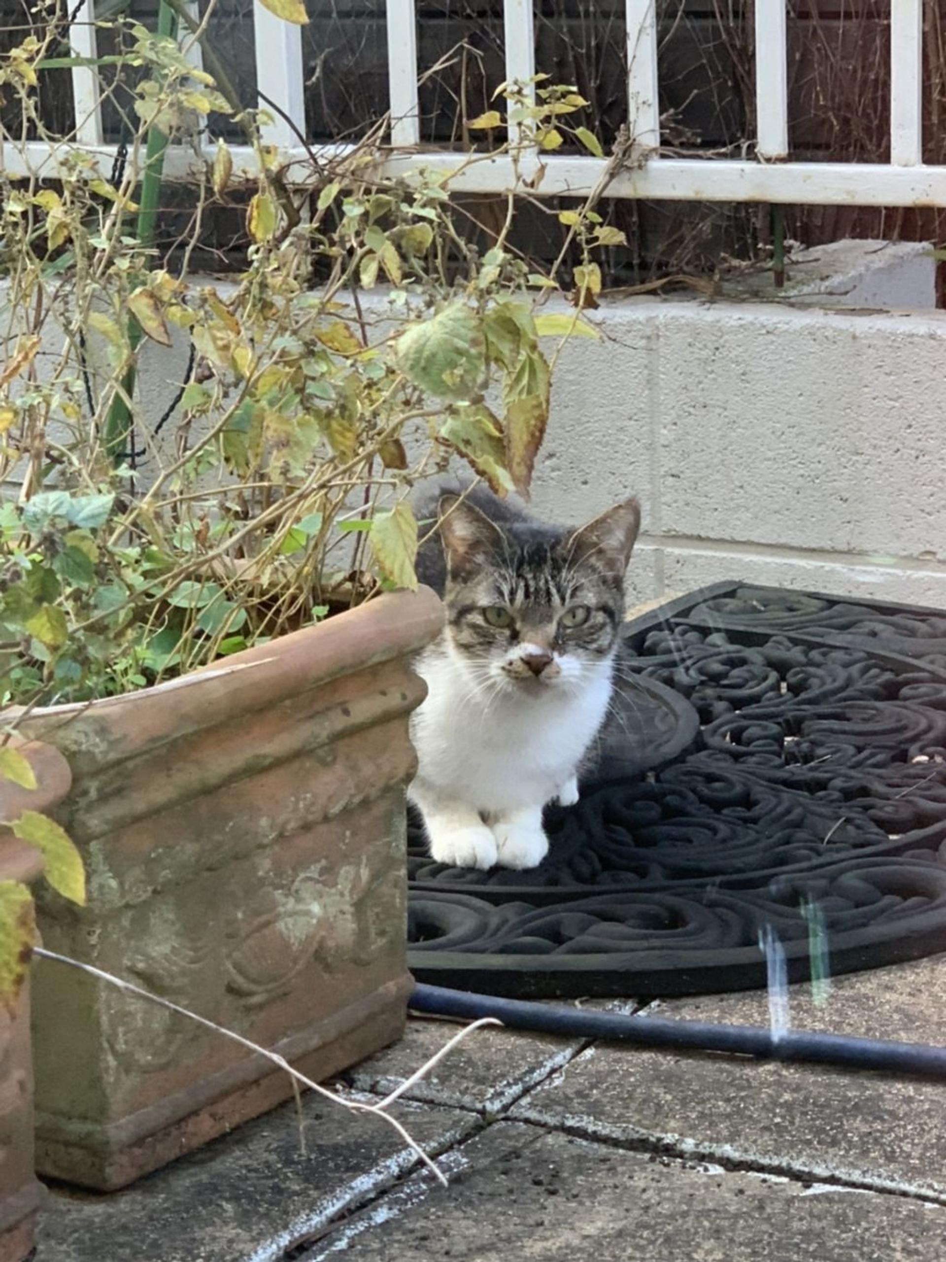 pet-image-4