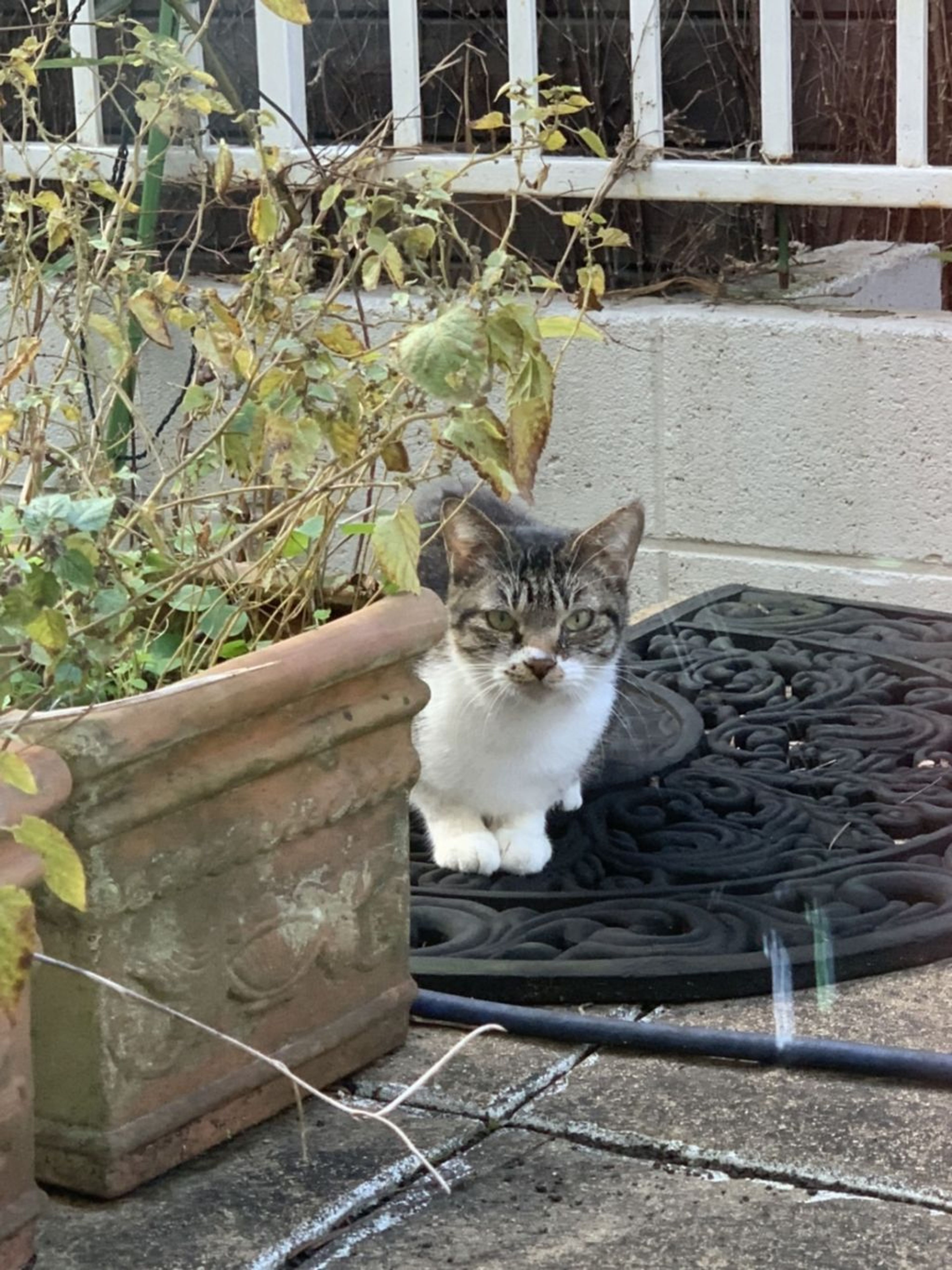 pet-image-4