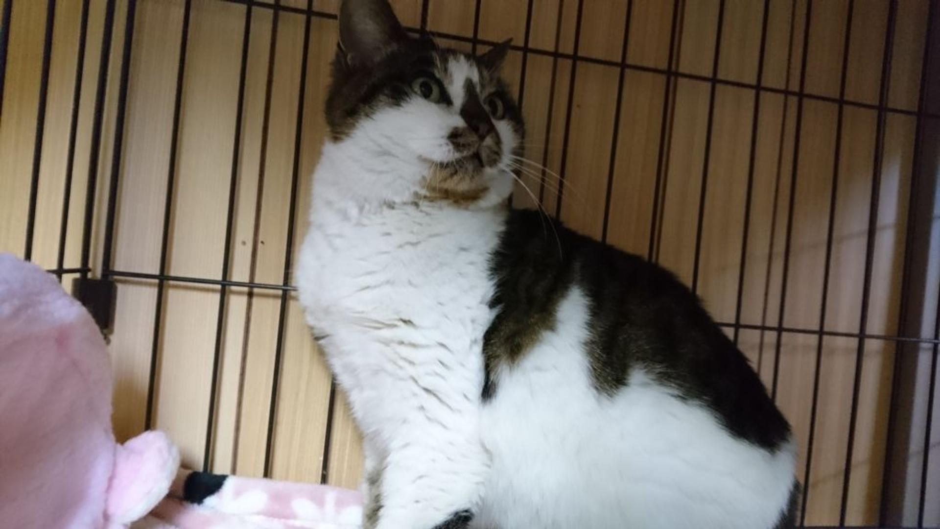 pet-image-2