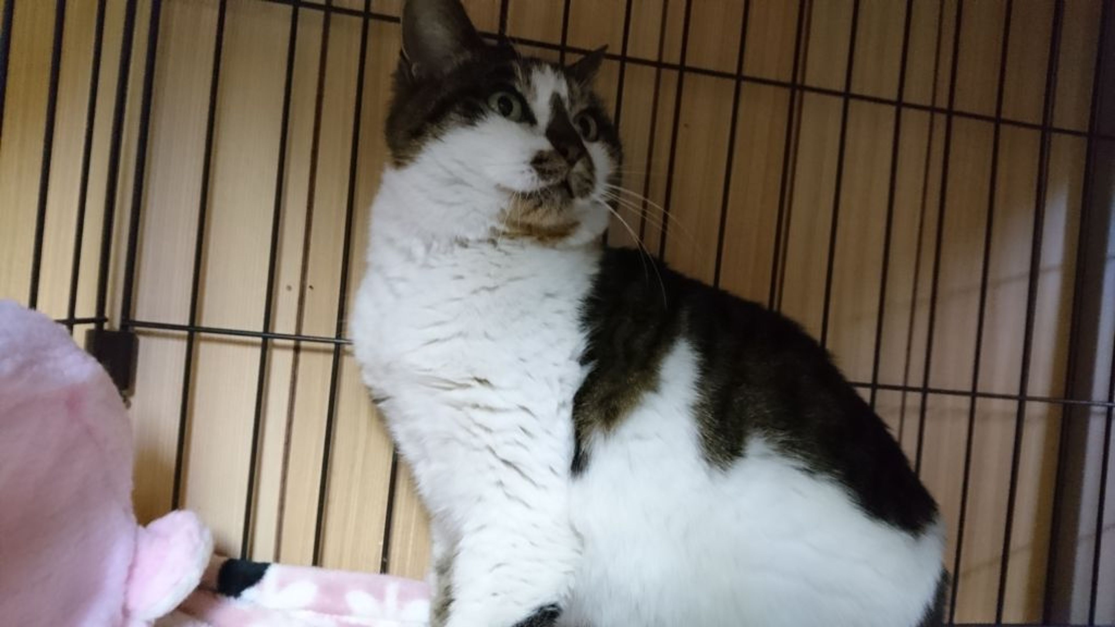 pet-image-2