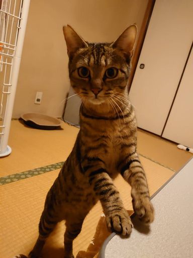 チータくんの写真