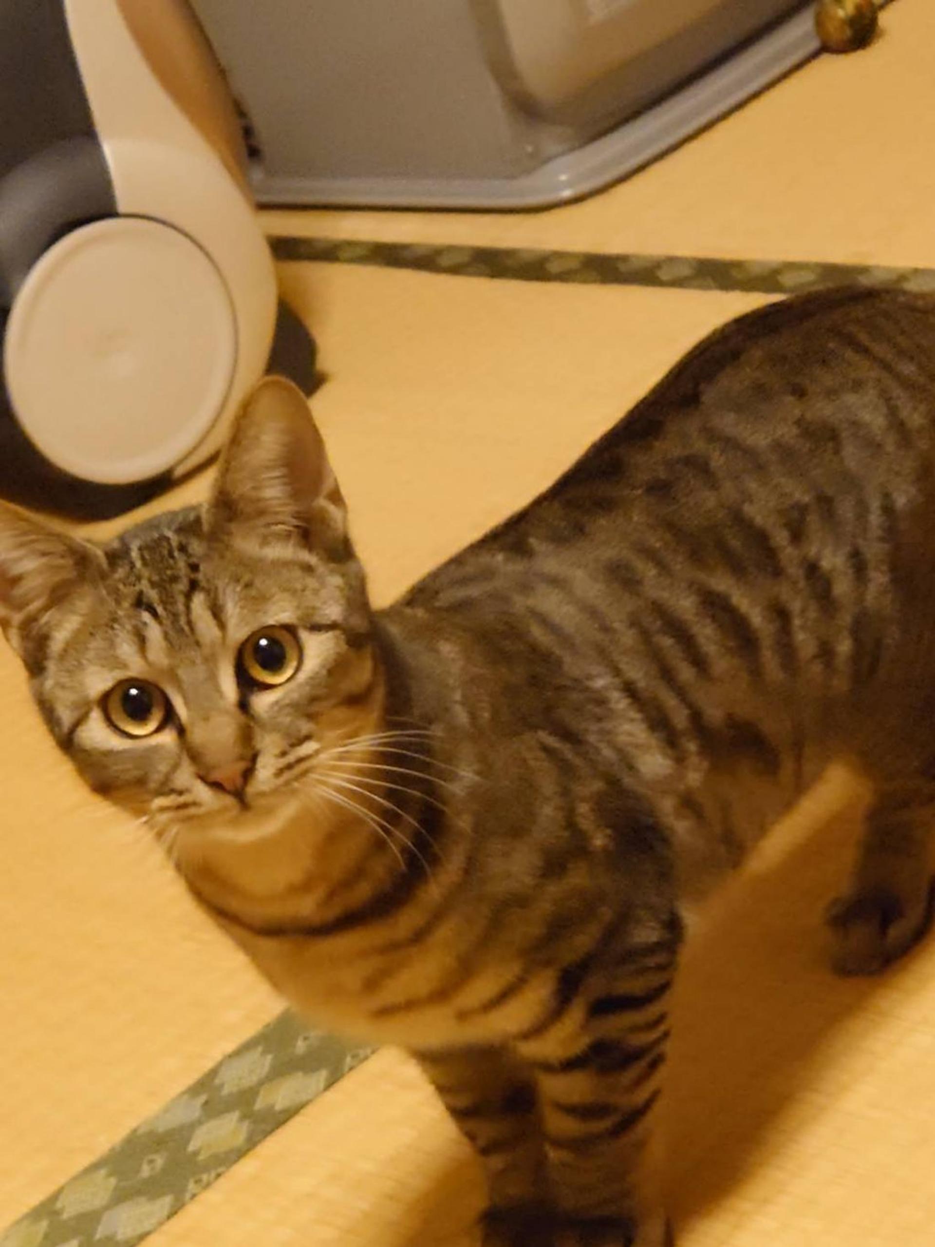 pet-image-2