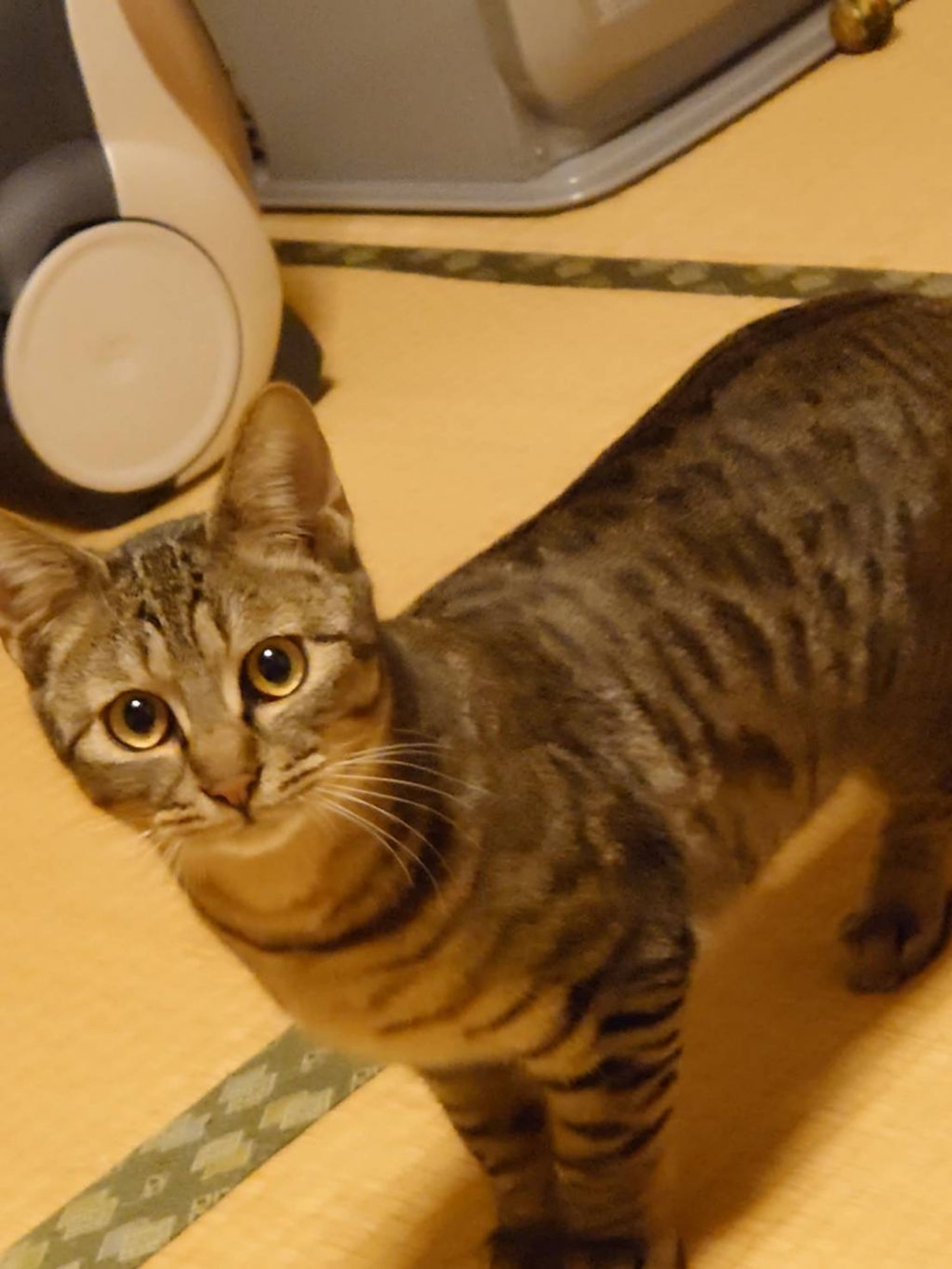 pet-image-2