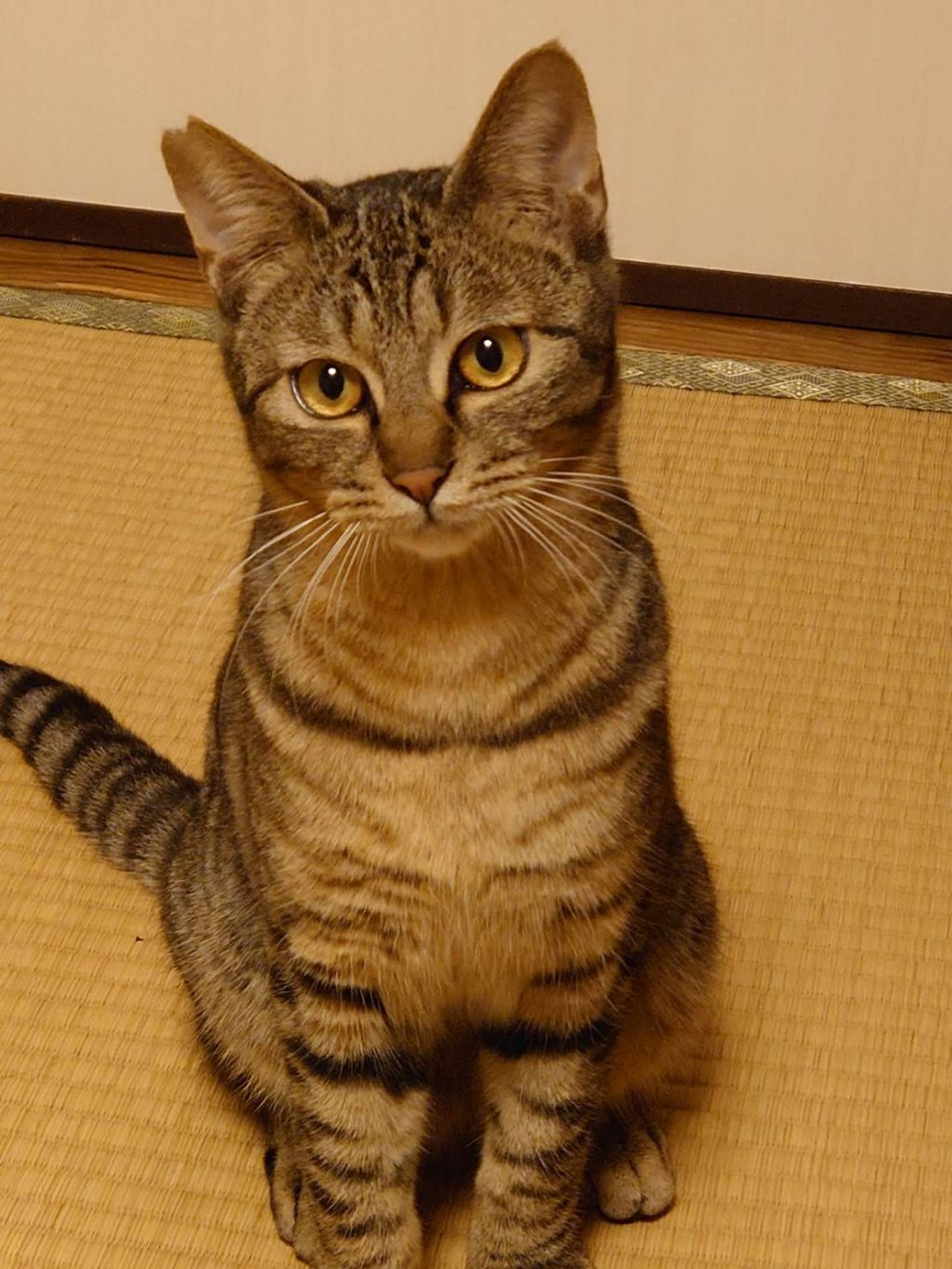 pet-image-3