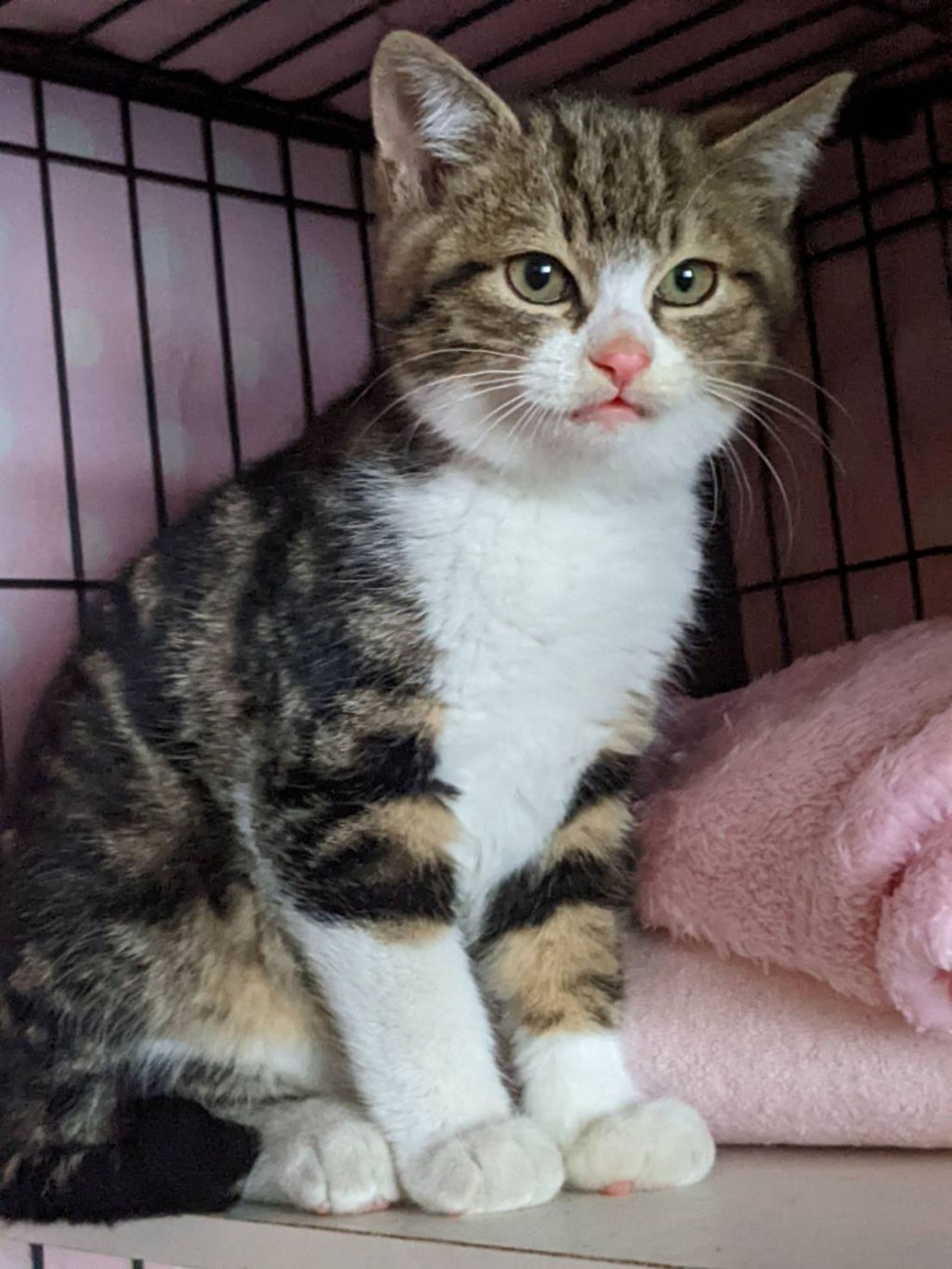 雑種（ミックス猫）・オスの里親募集の写真