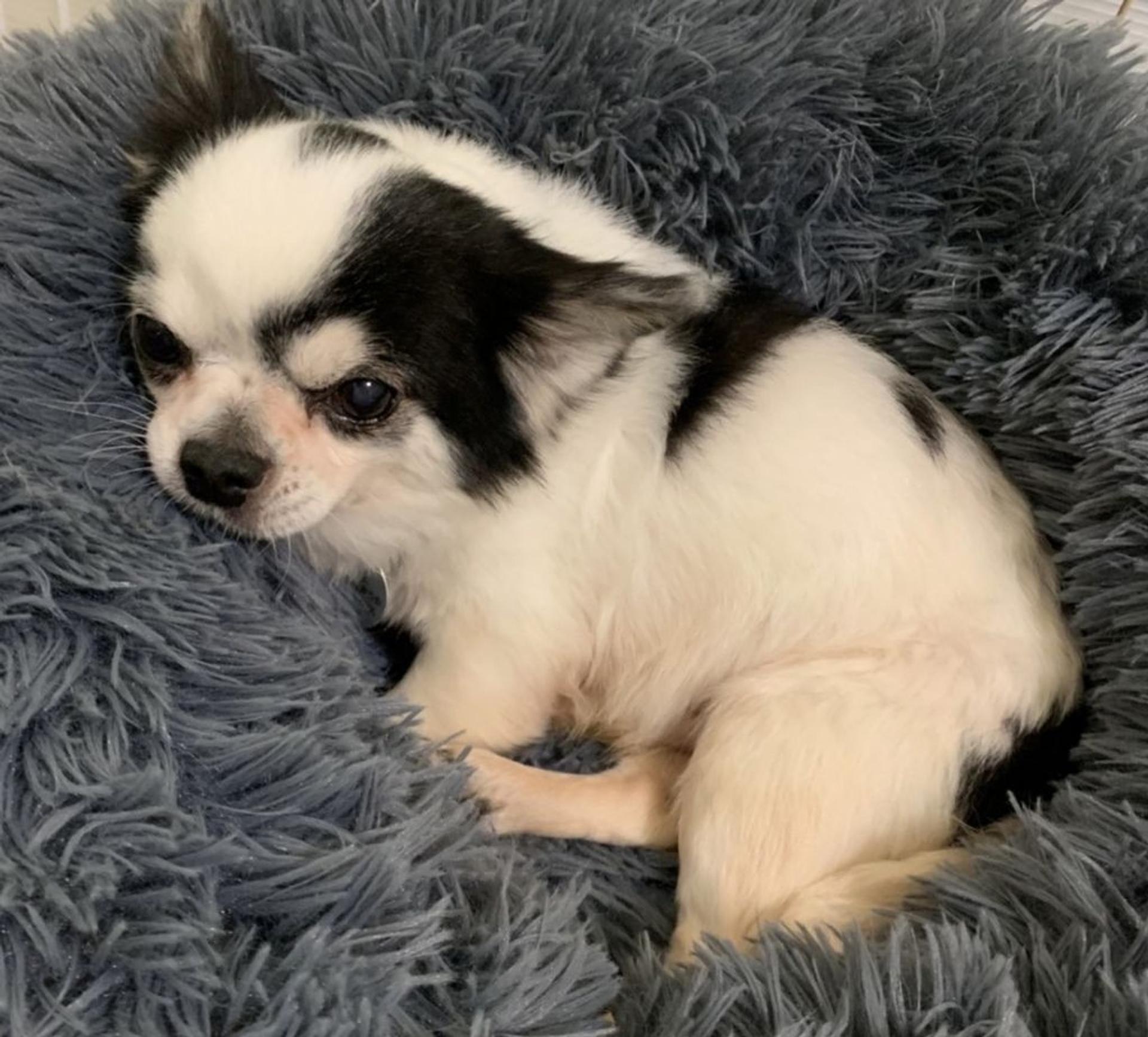 pet-image-3
